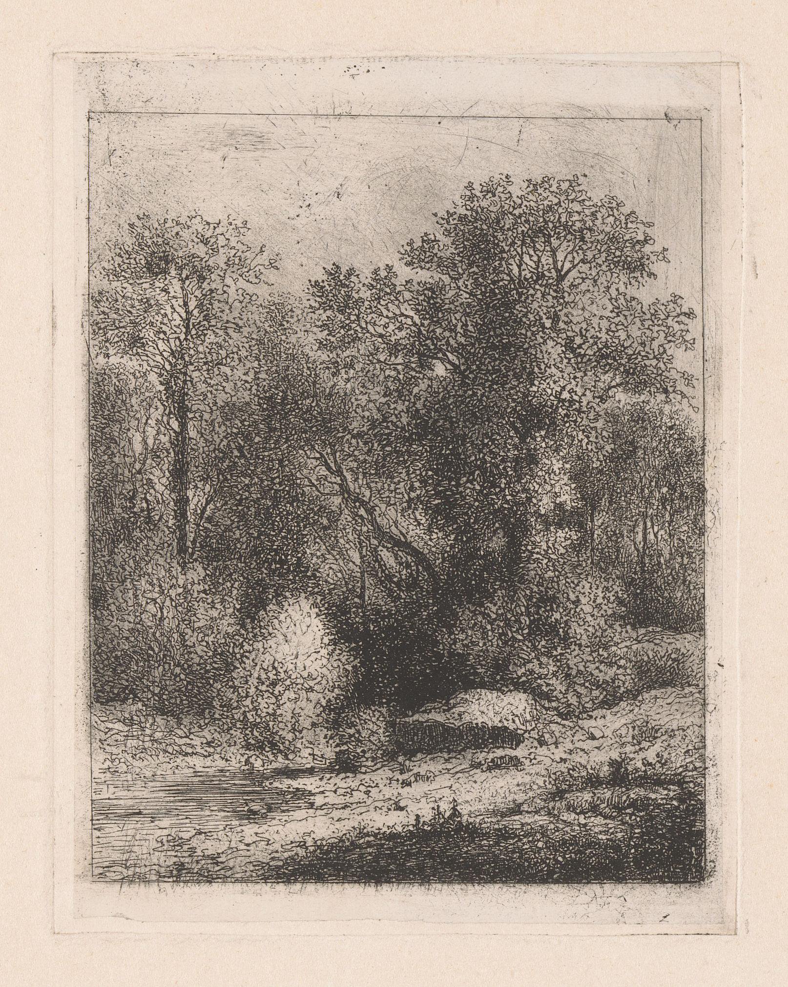 Een beek in het bos