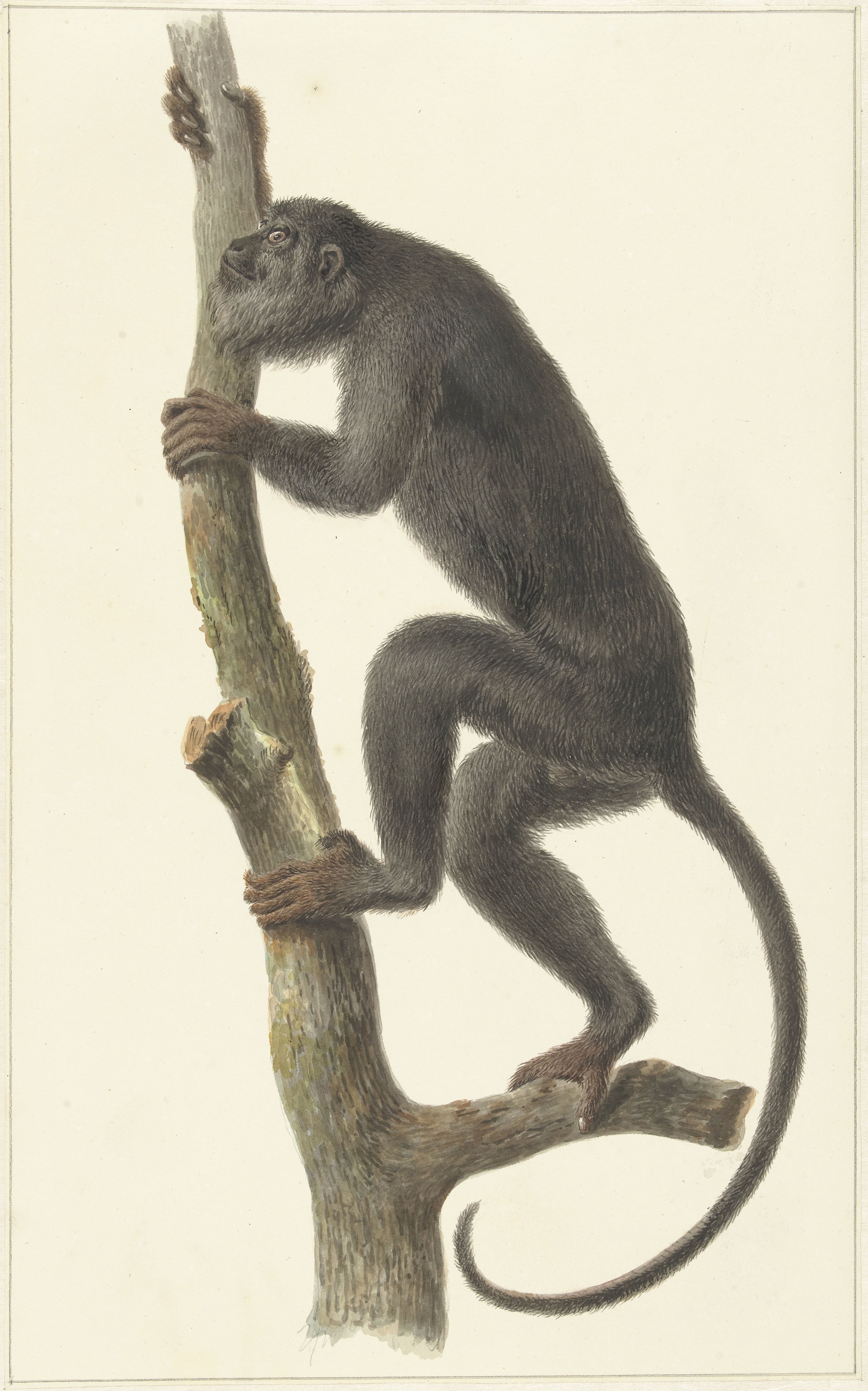 Zwarte brulaap (Paraguay)