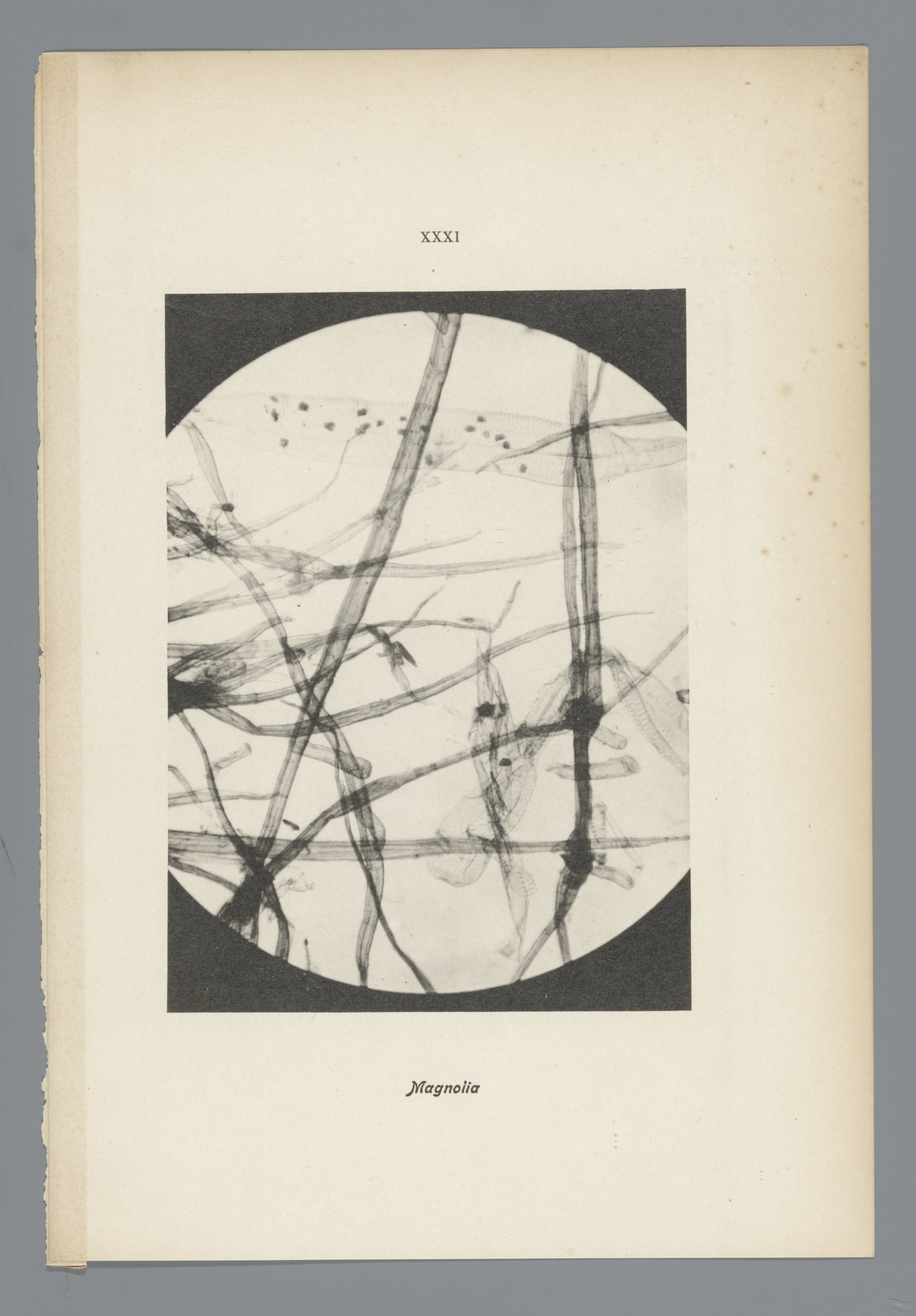 Microfoto’s van papiervezels