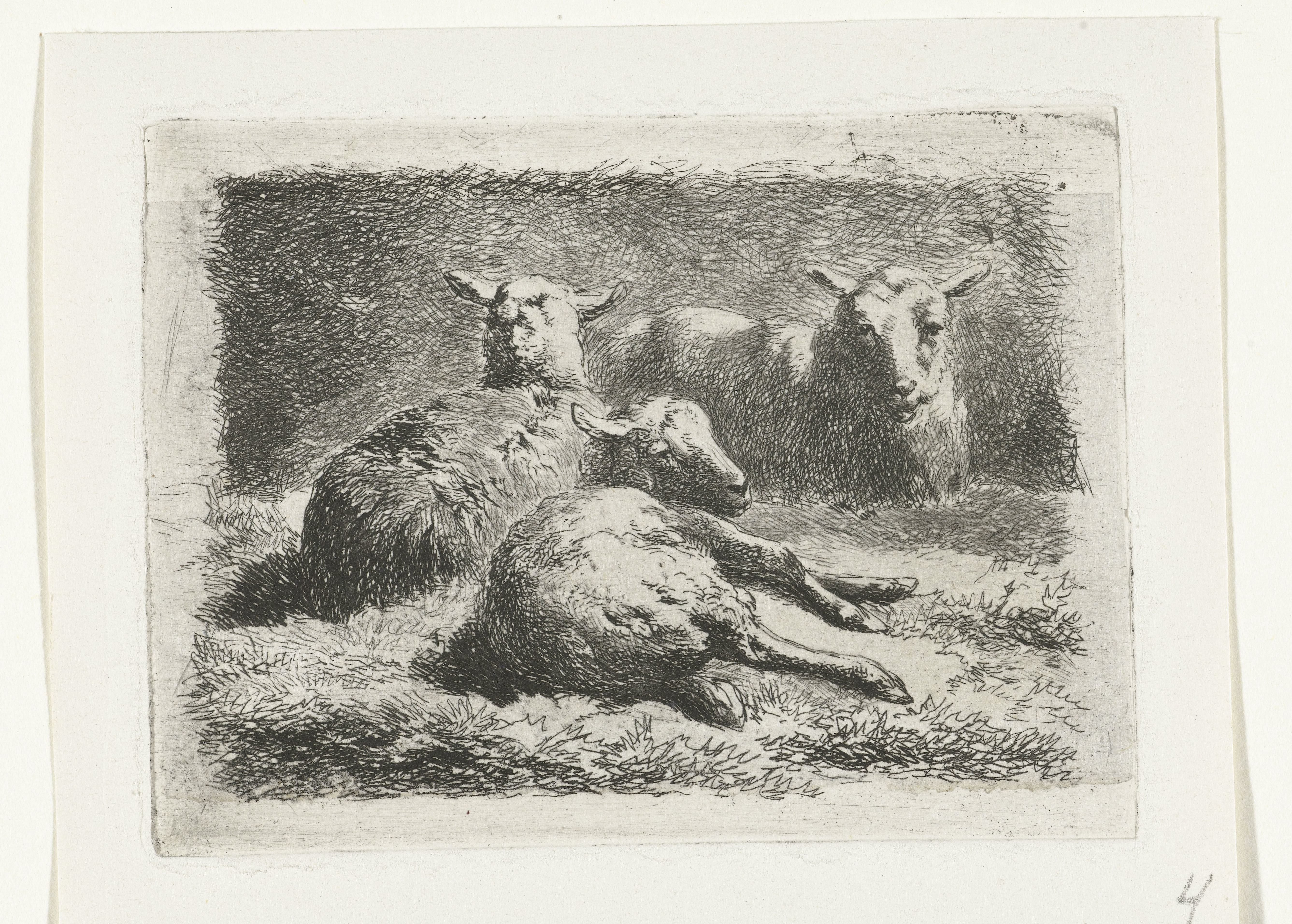 Drie liggende schapen