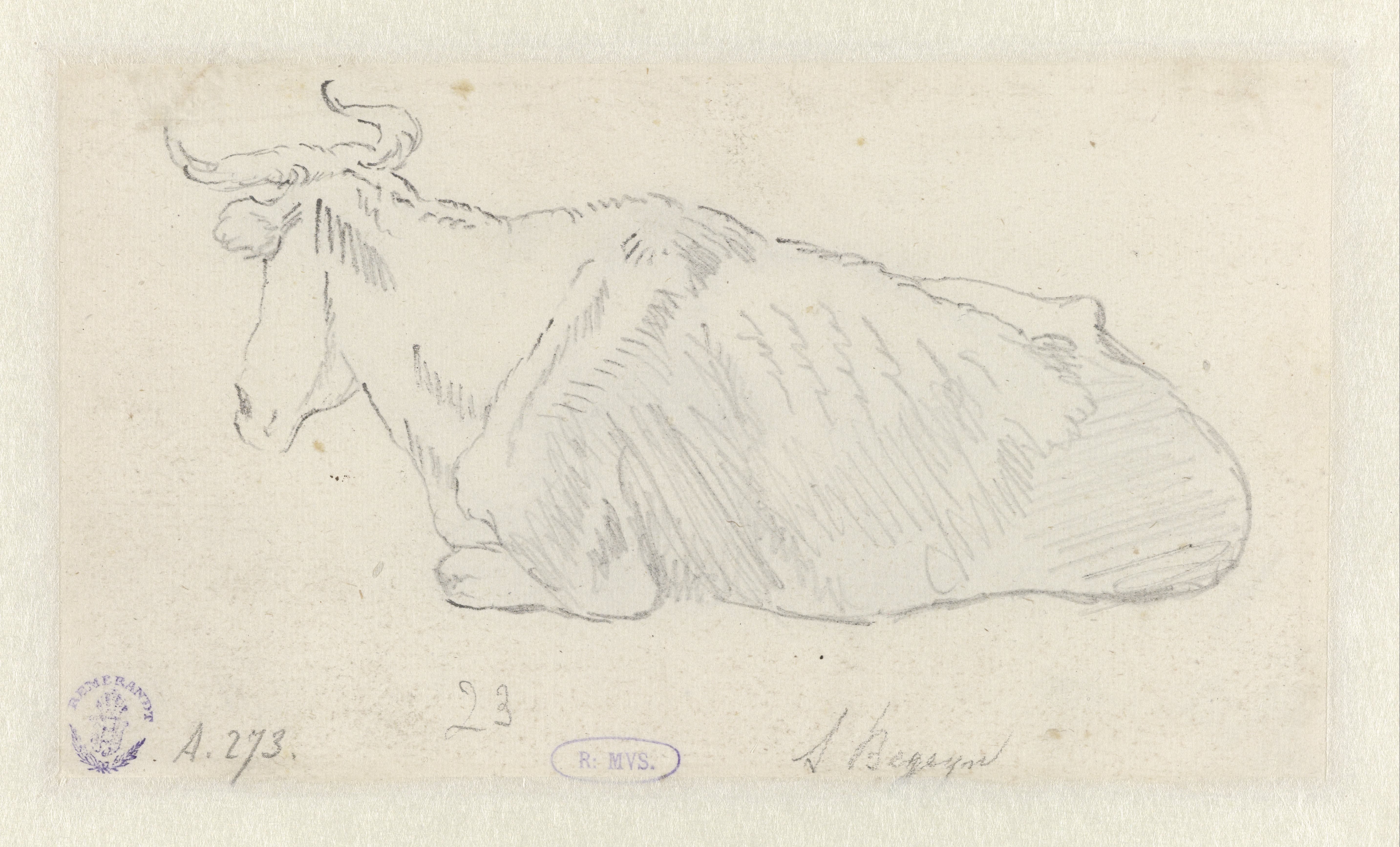 Recumbent Cow Facing Left
