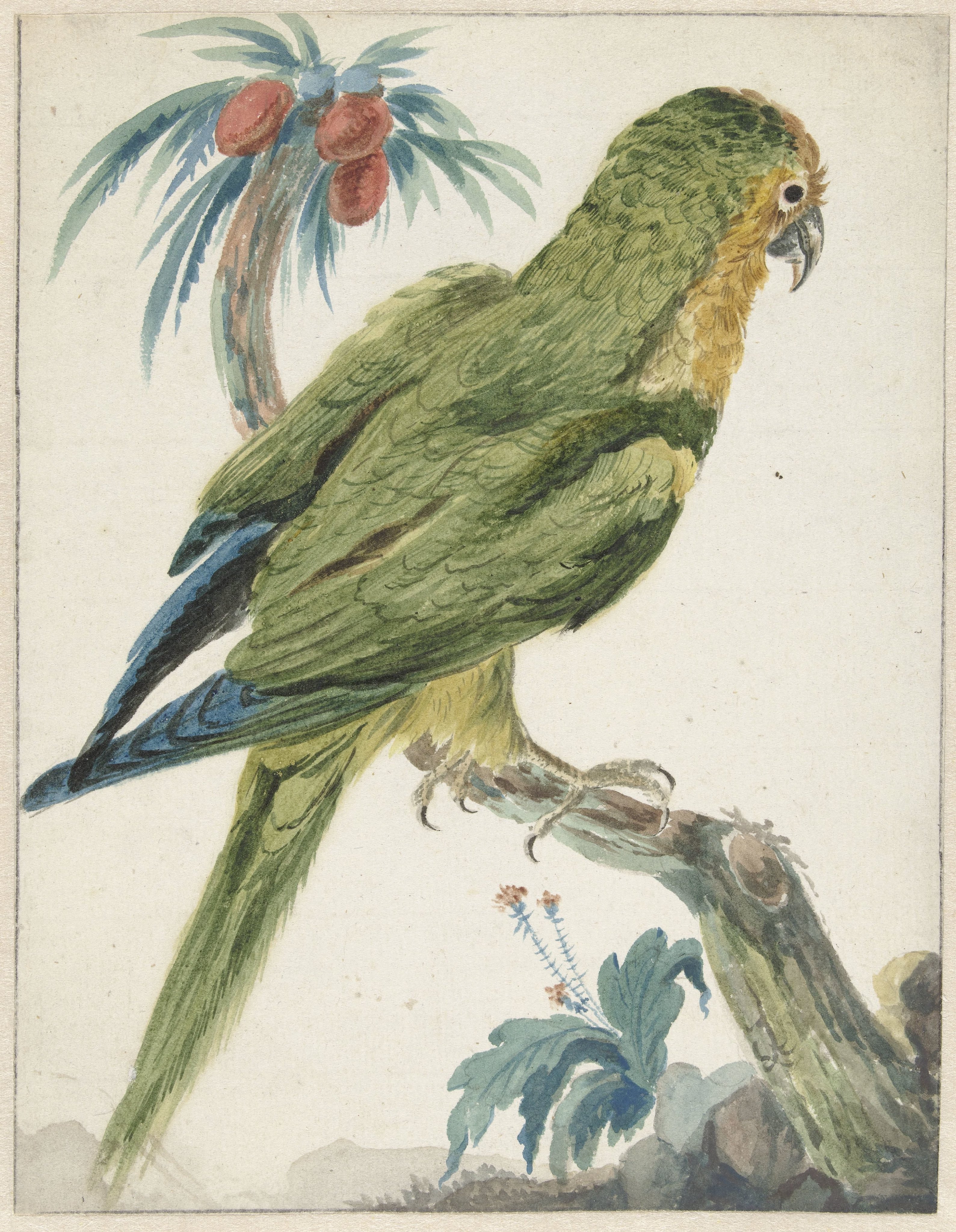 Geelvoorhoofd parkiet (Bolborhyuchus aurifrons)