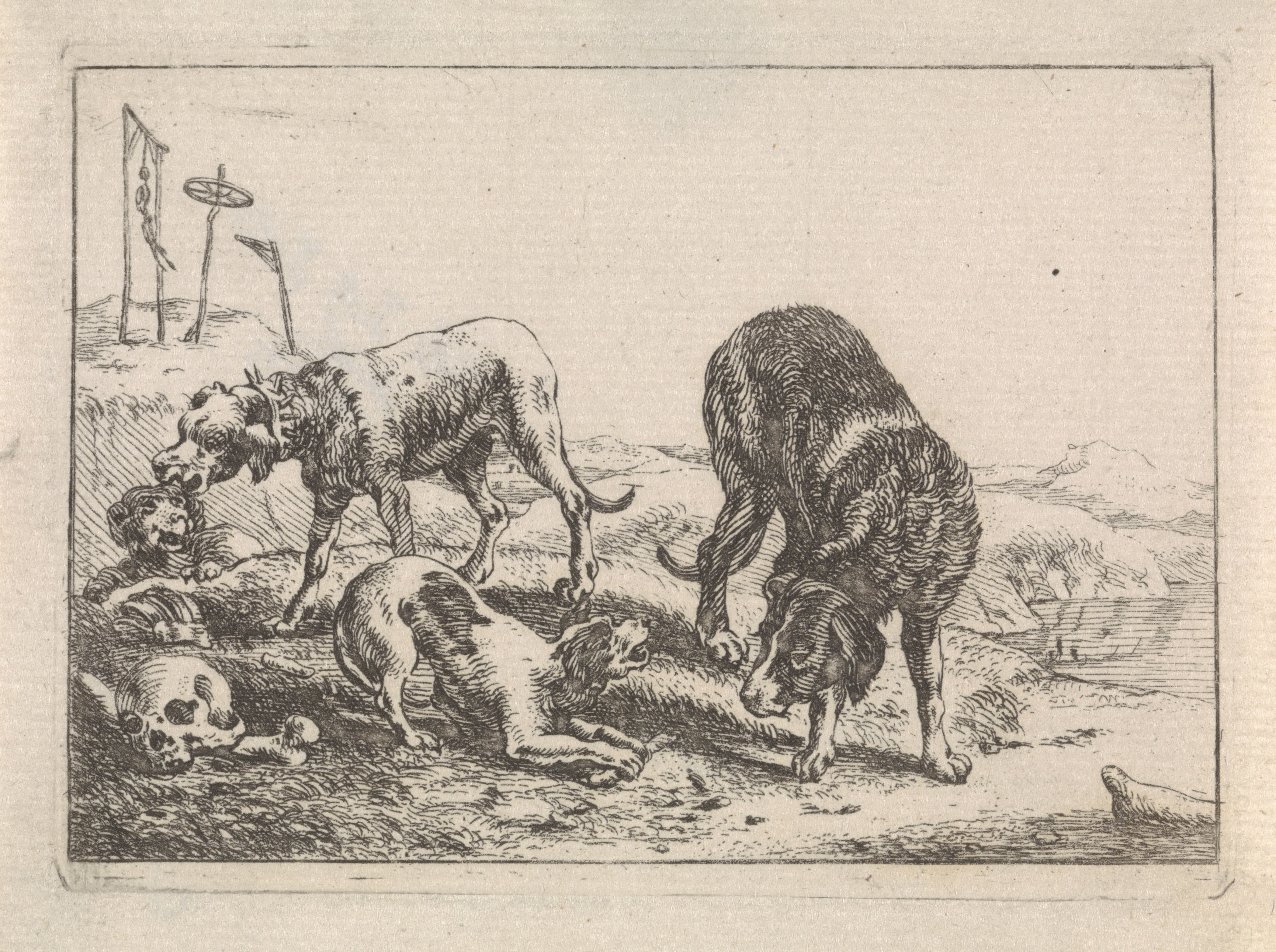 Honden bij knoken