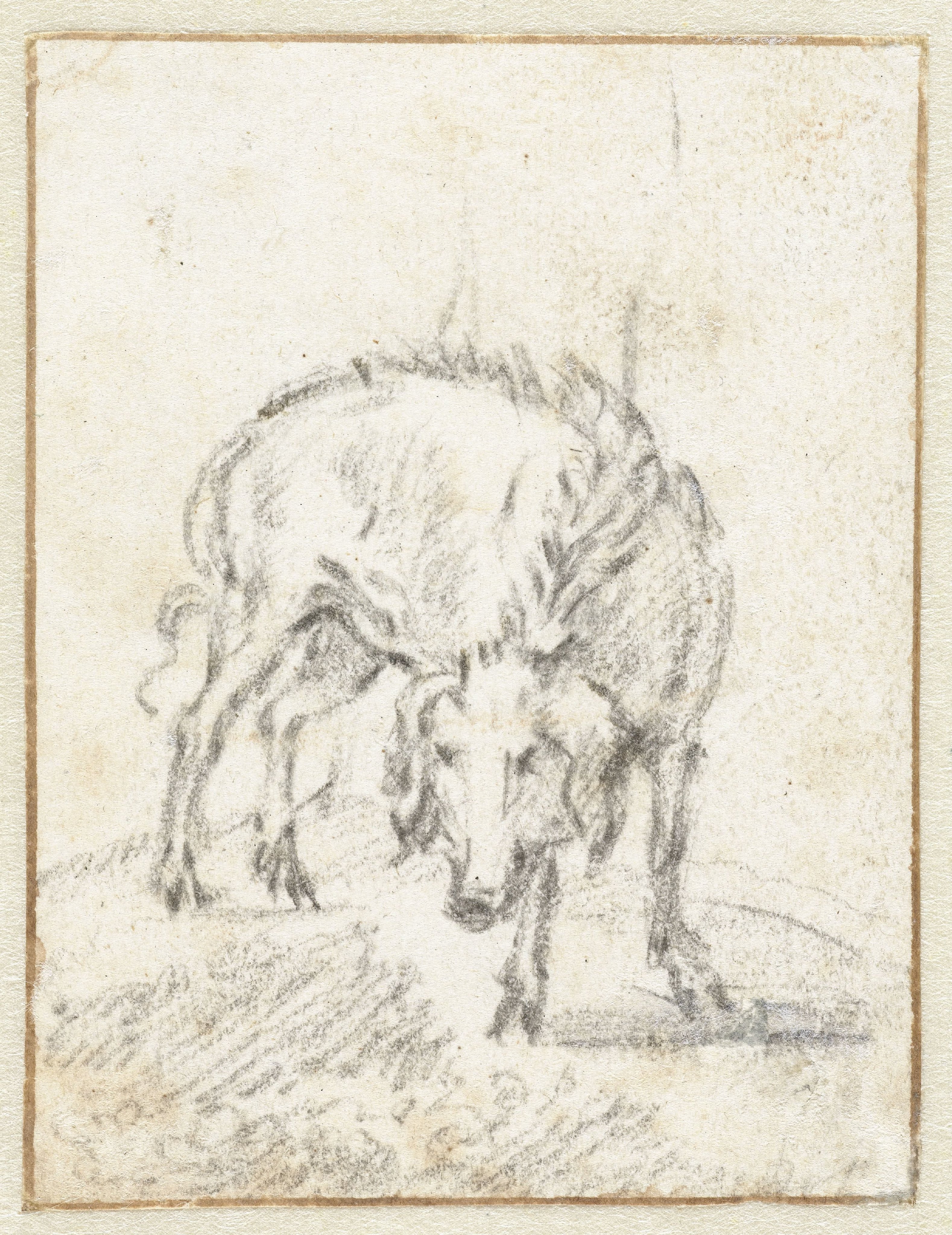 Wild varken