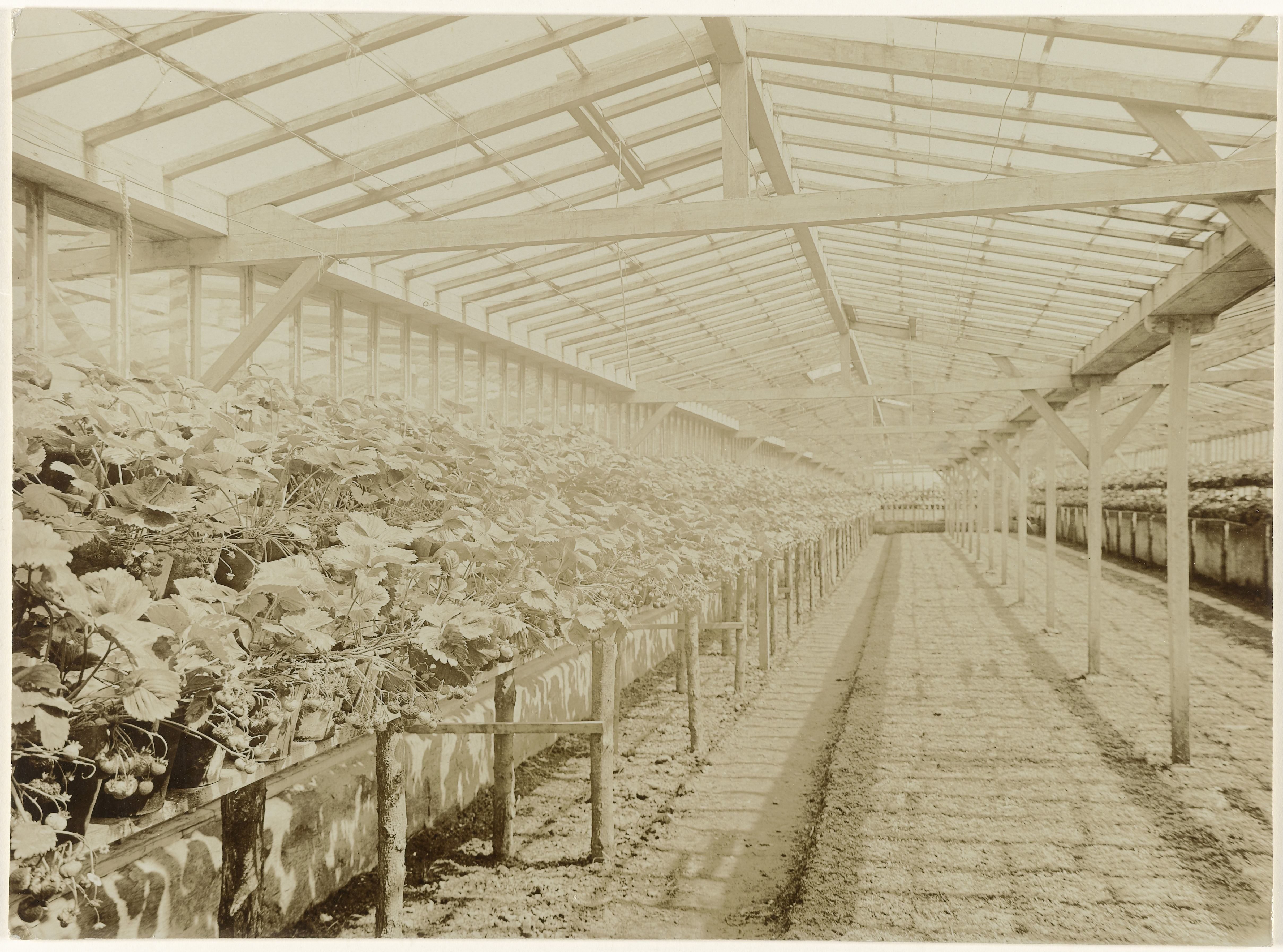 Kas met vruchtdragende aardbeienplanten
