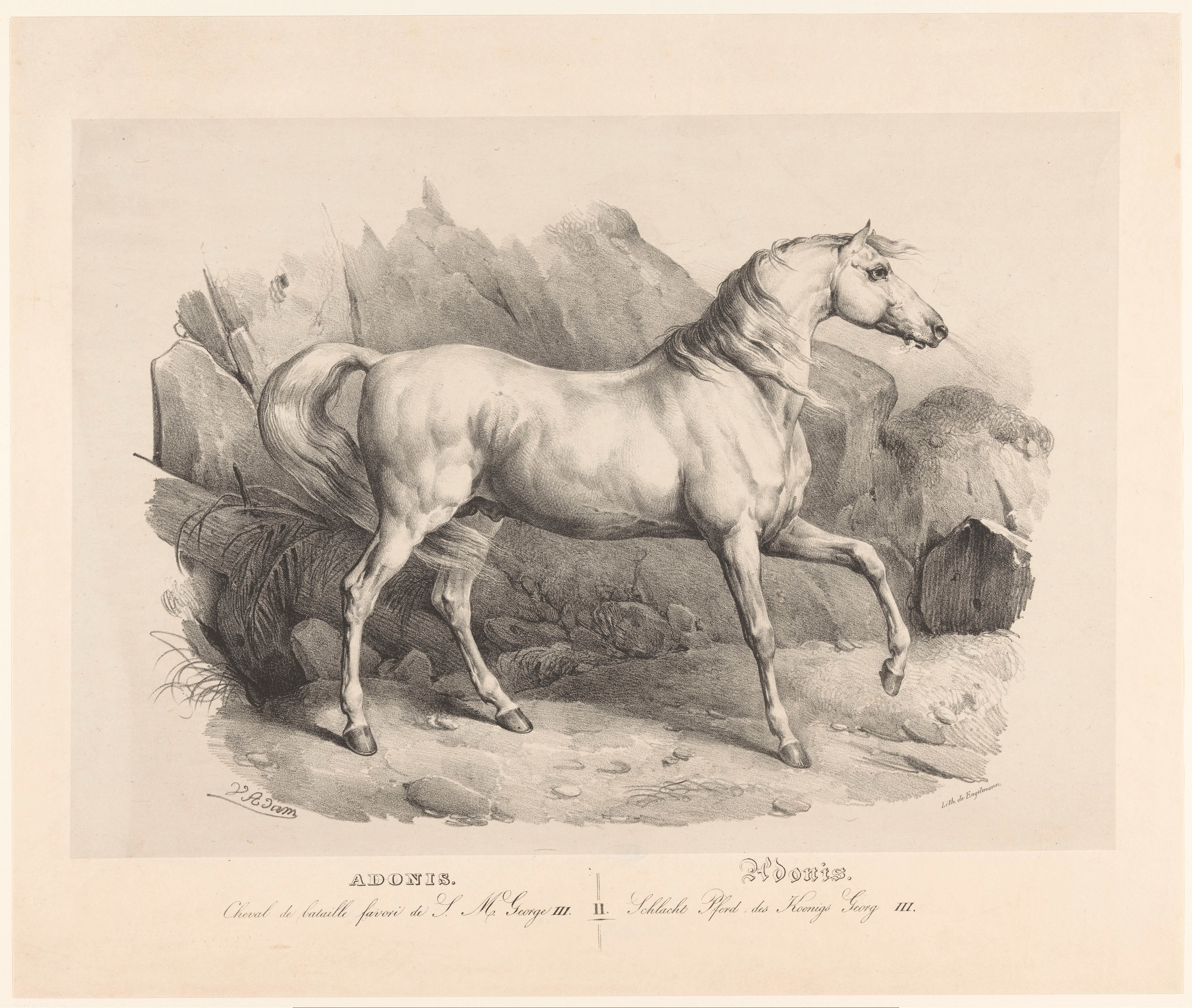 Adonis, het favoriete oorlogspaard van koning George III