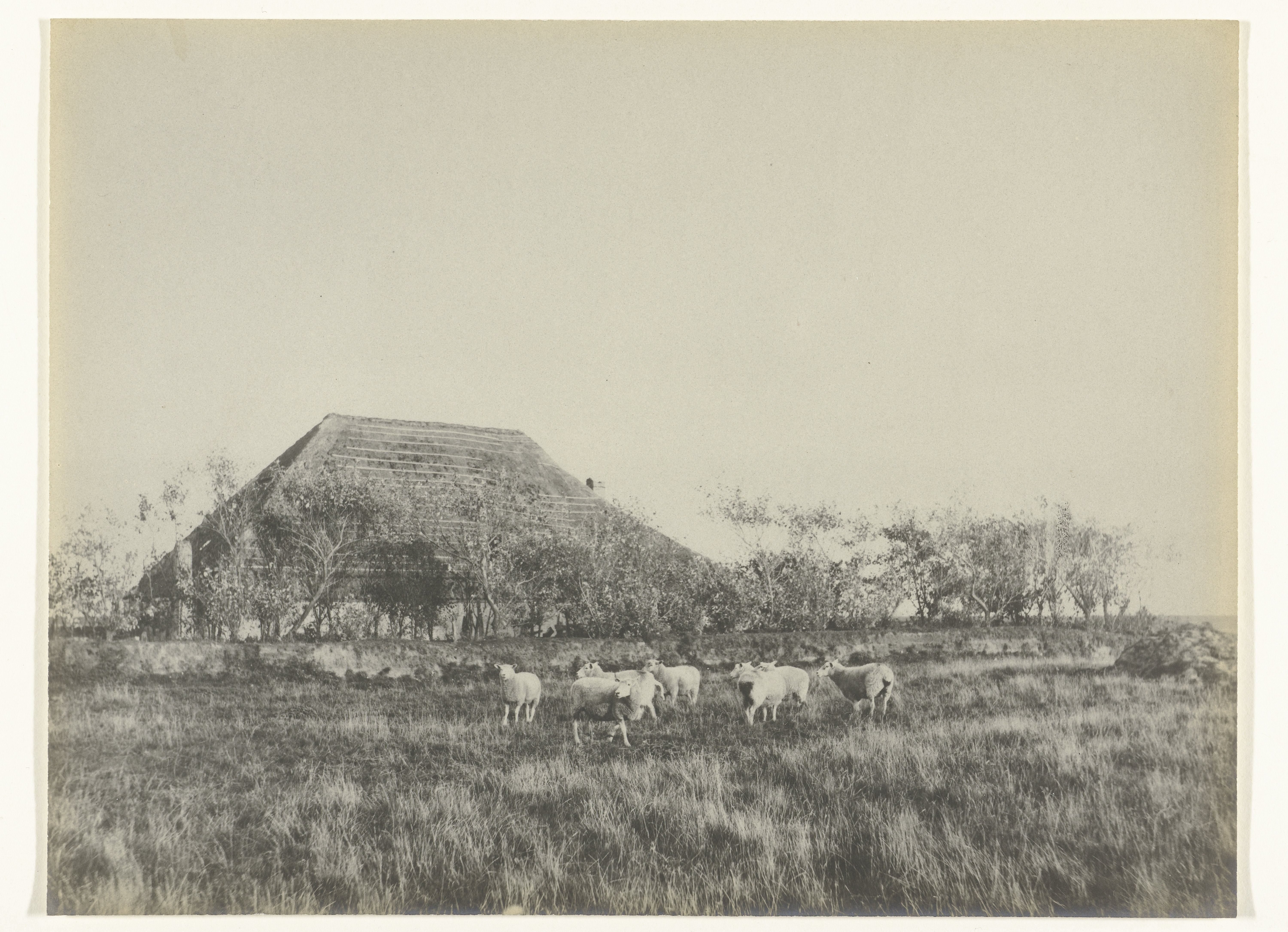 Schapen in een weiland, met een boerderij op de achtergrond