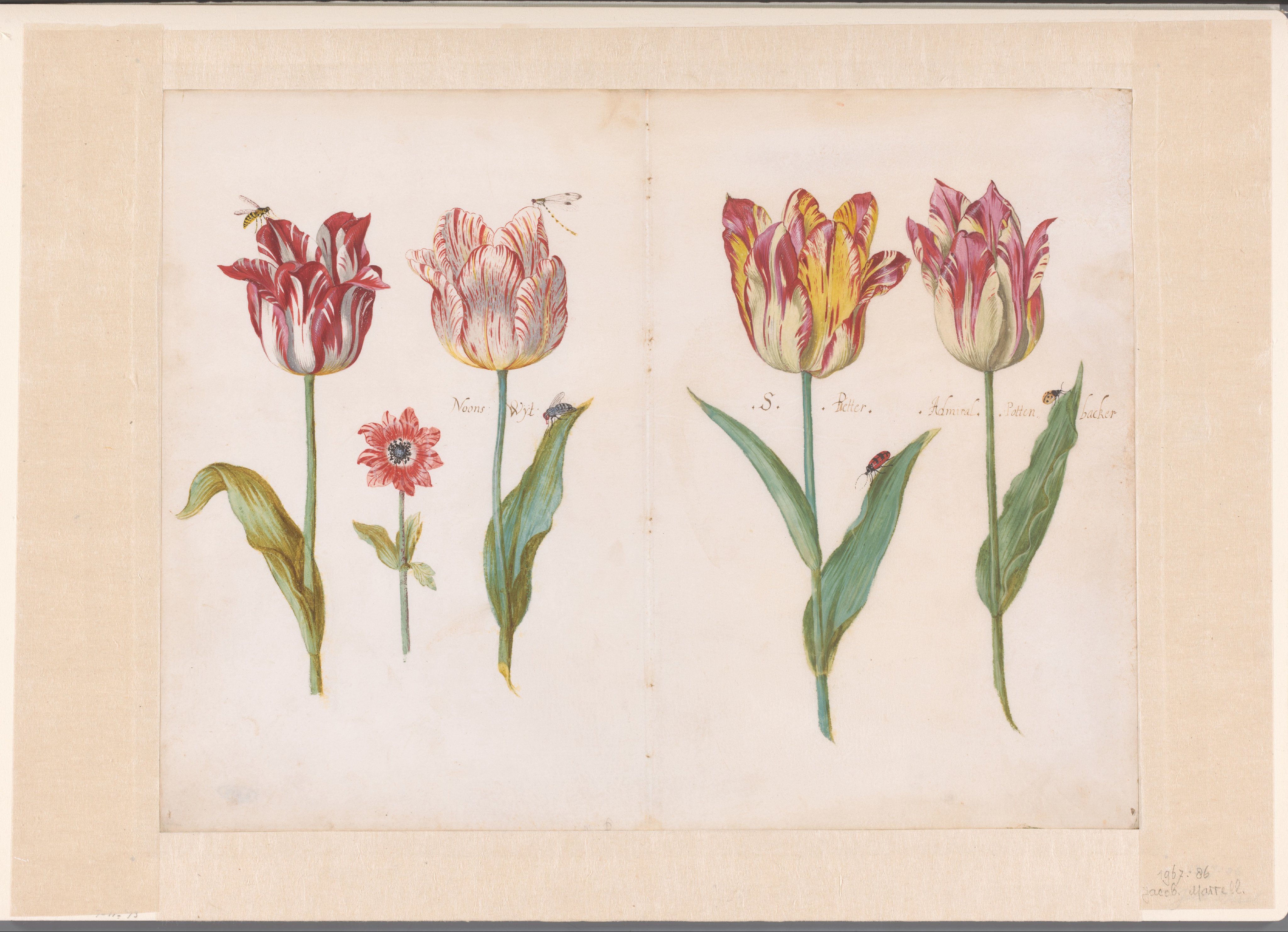 Blad uit een tulpenboek