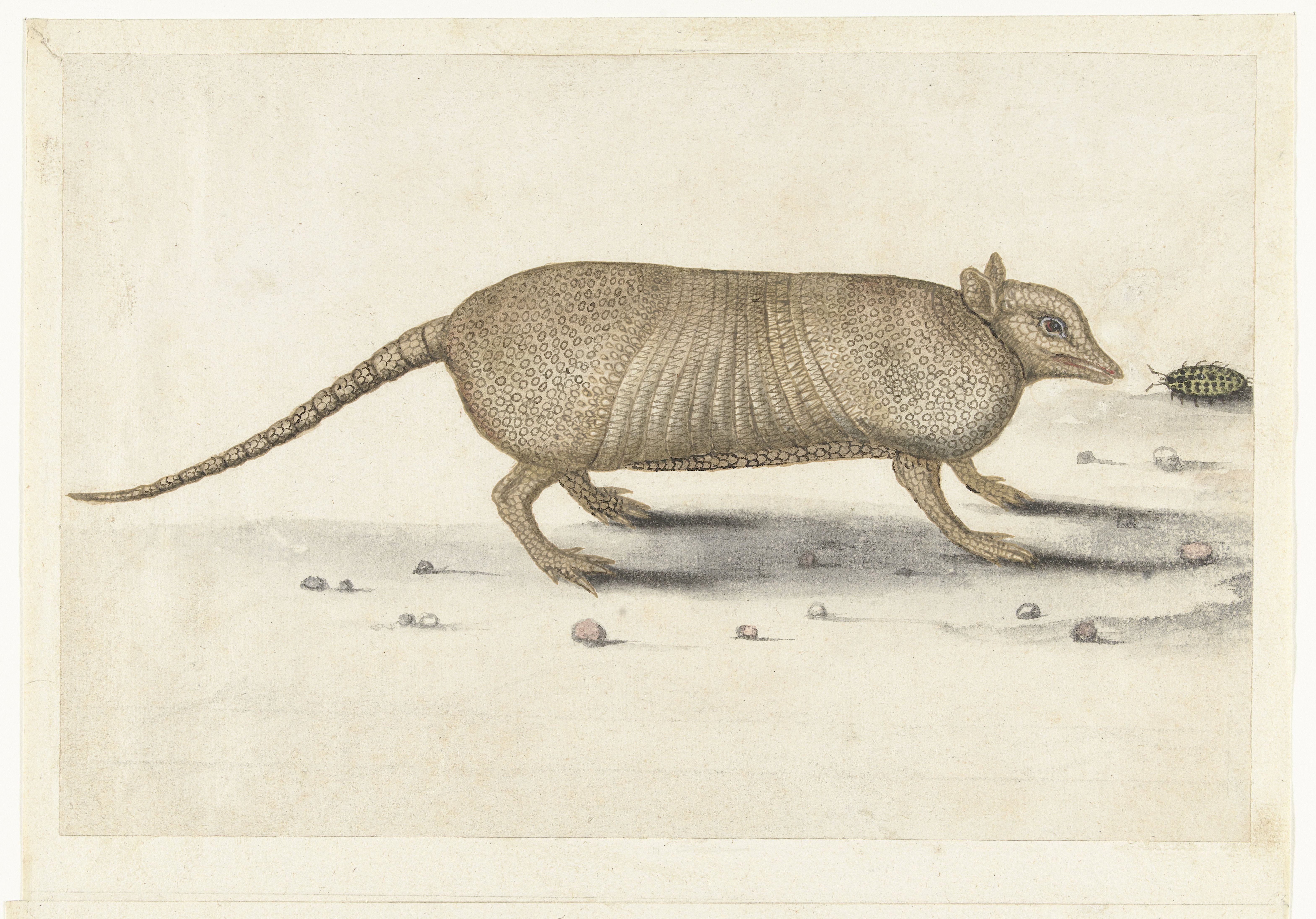 Gordeldier
