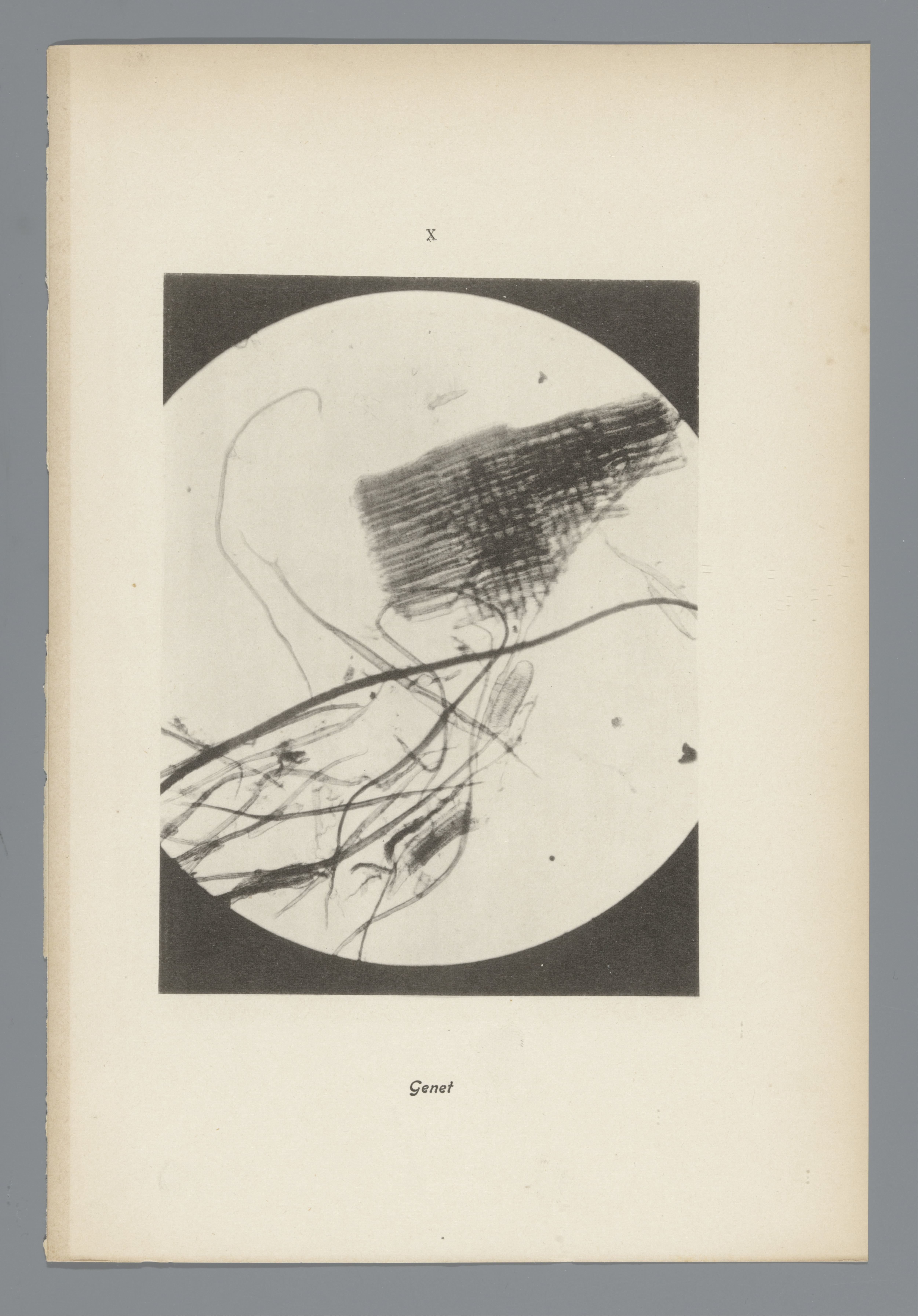 Microfoto’s van papiervezels
