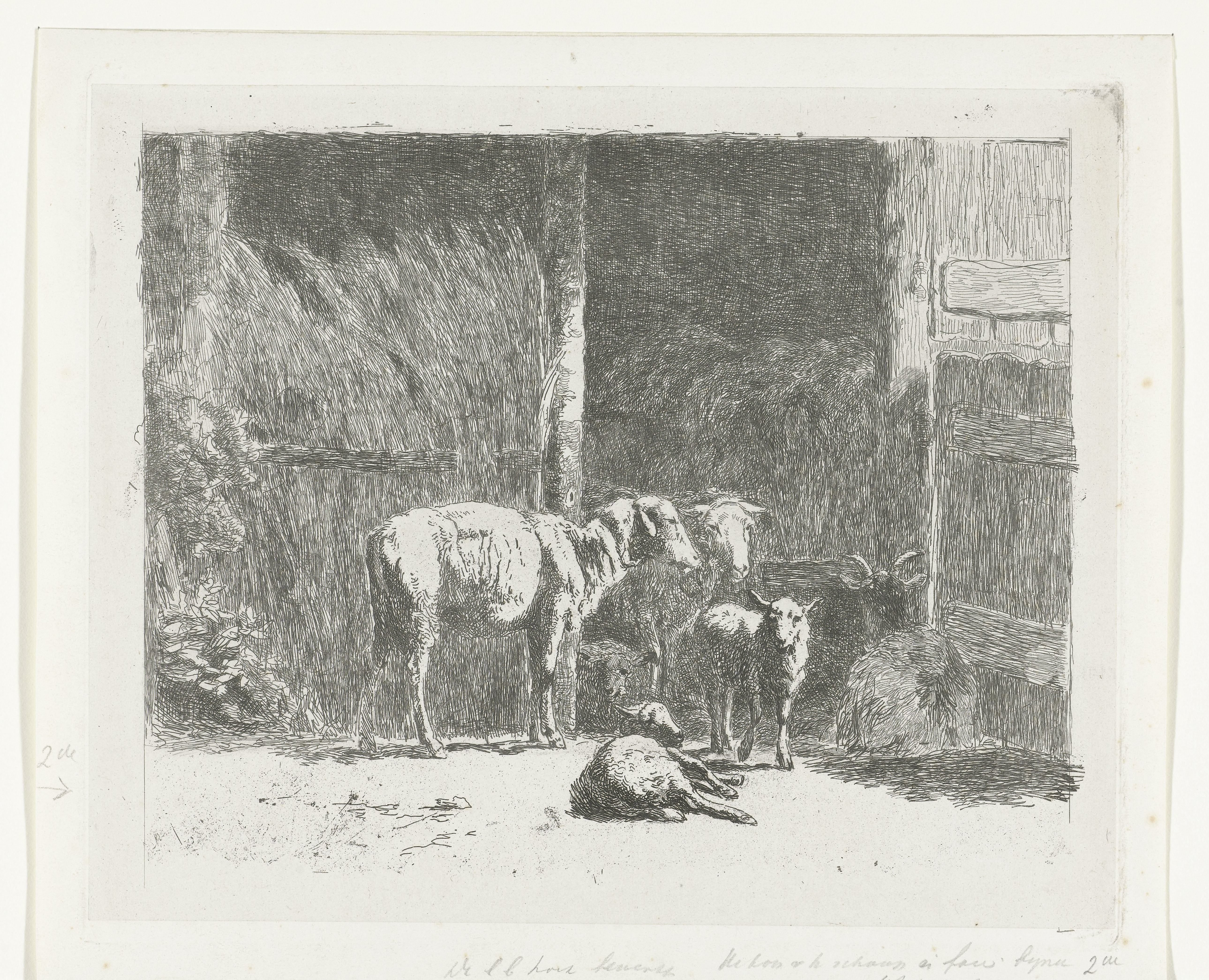 Schapen en lammeren en liggende bok bij stal