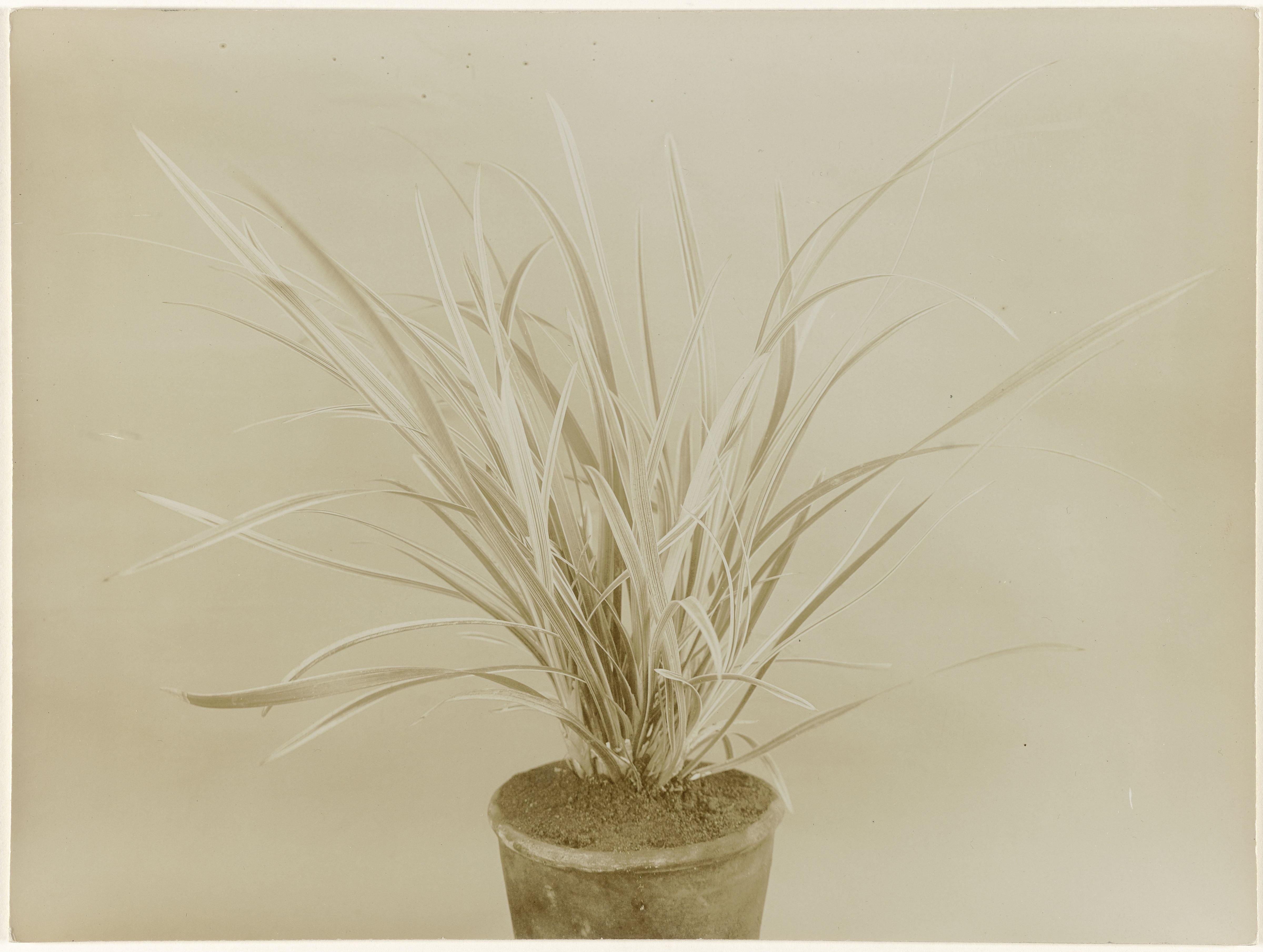 Ophiopogon Jaburan in pot tegen egale achtergrond
