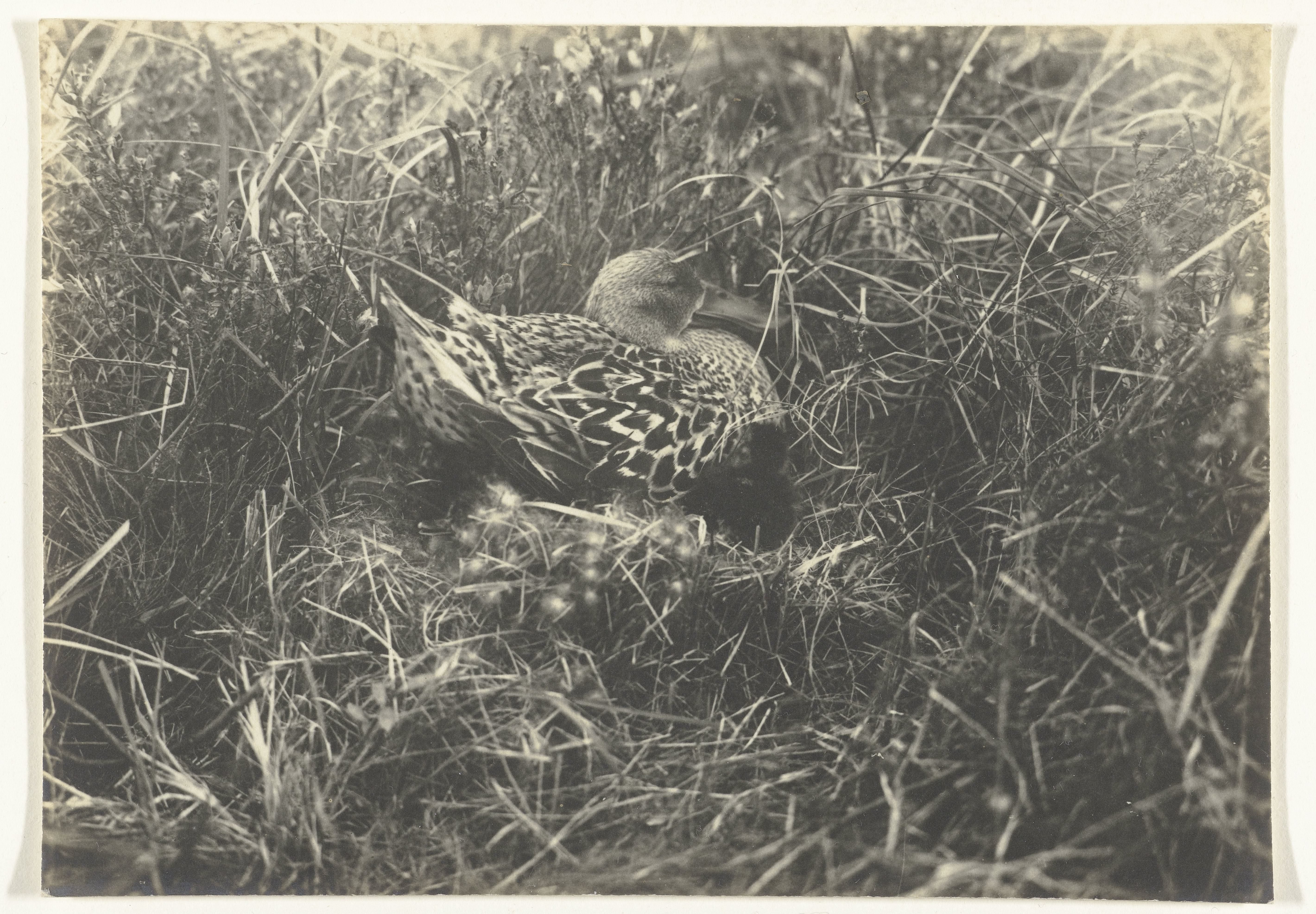 Slobeend zittend op een nest met nauwelijks uitgekomen kuikens, Texel (vogels)