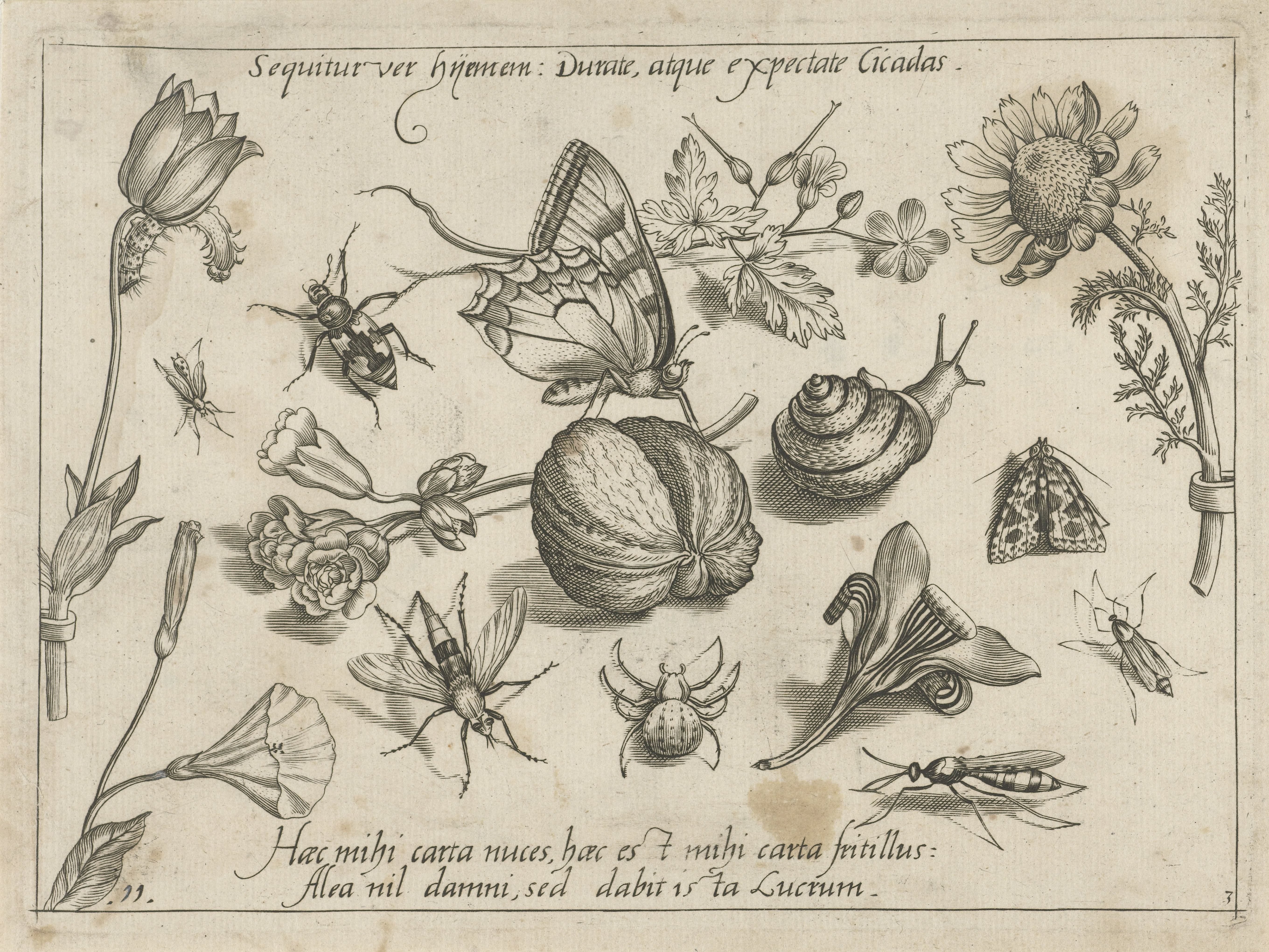 Insecten, bloemen en een slak rond een walnoot