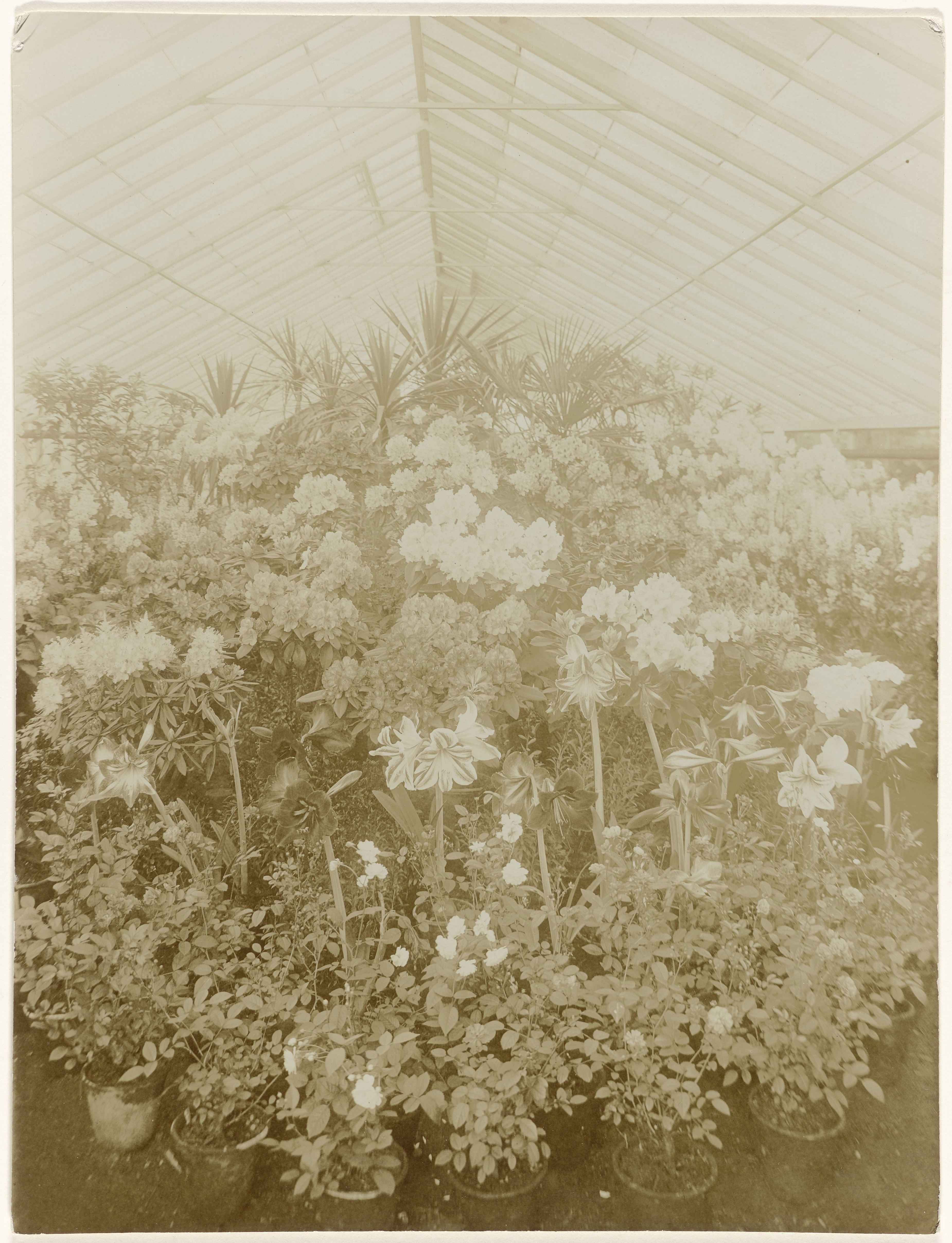 Plantenkas met diverse bloeiende planten