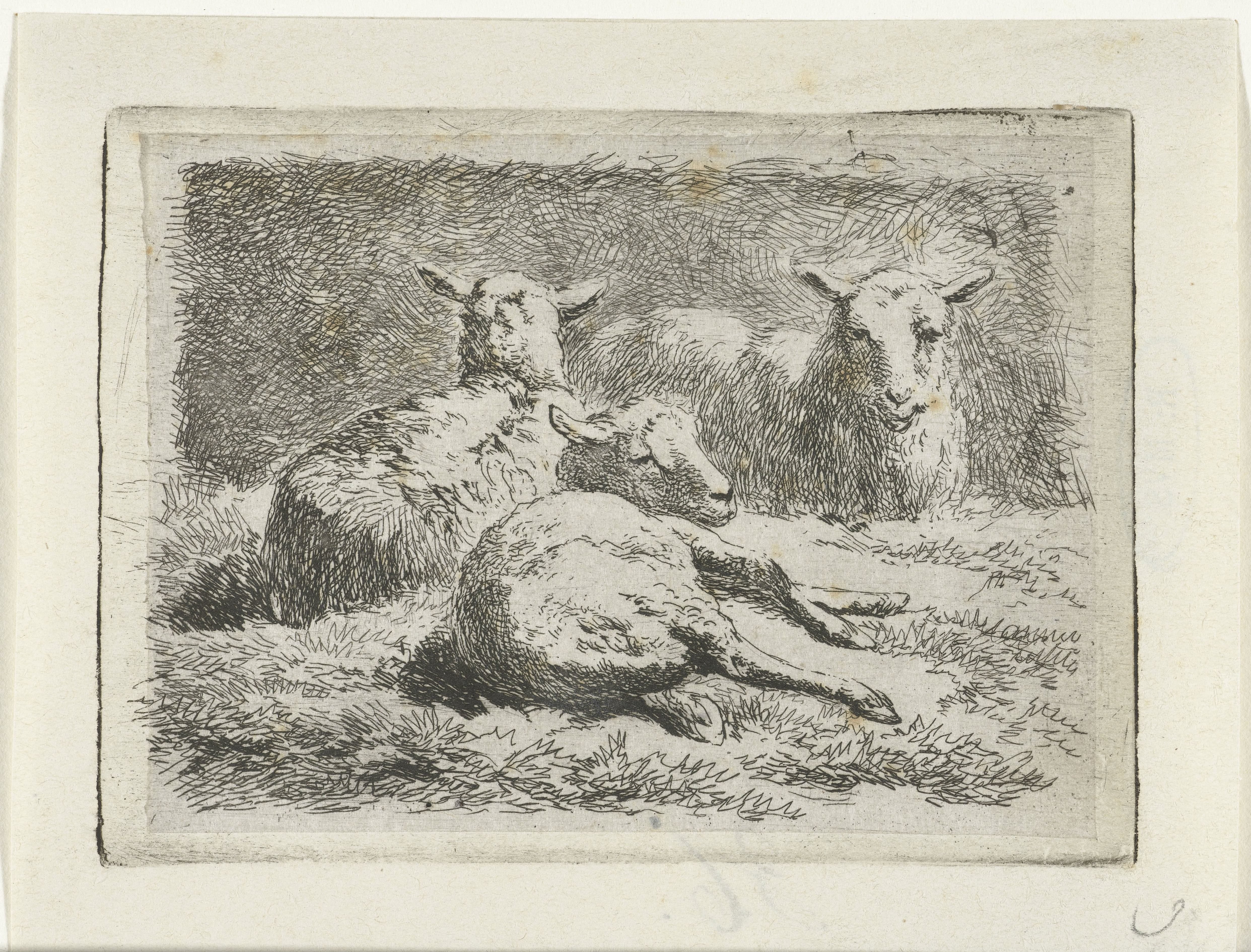 Drie liggende schapen