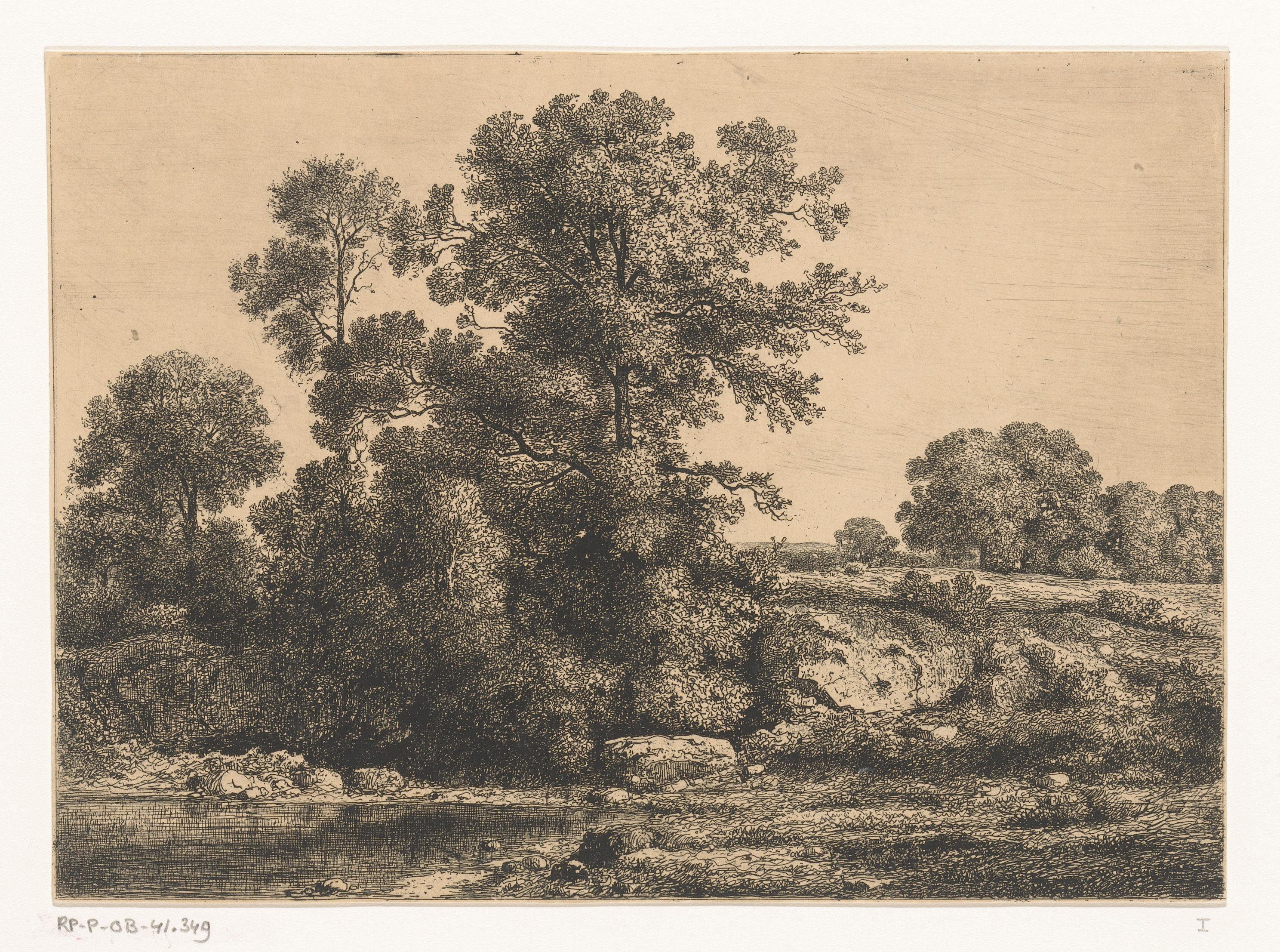 Bomen aan de oever van een poel