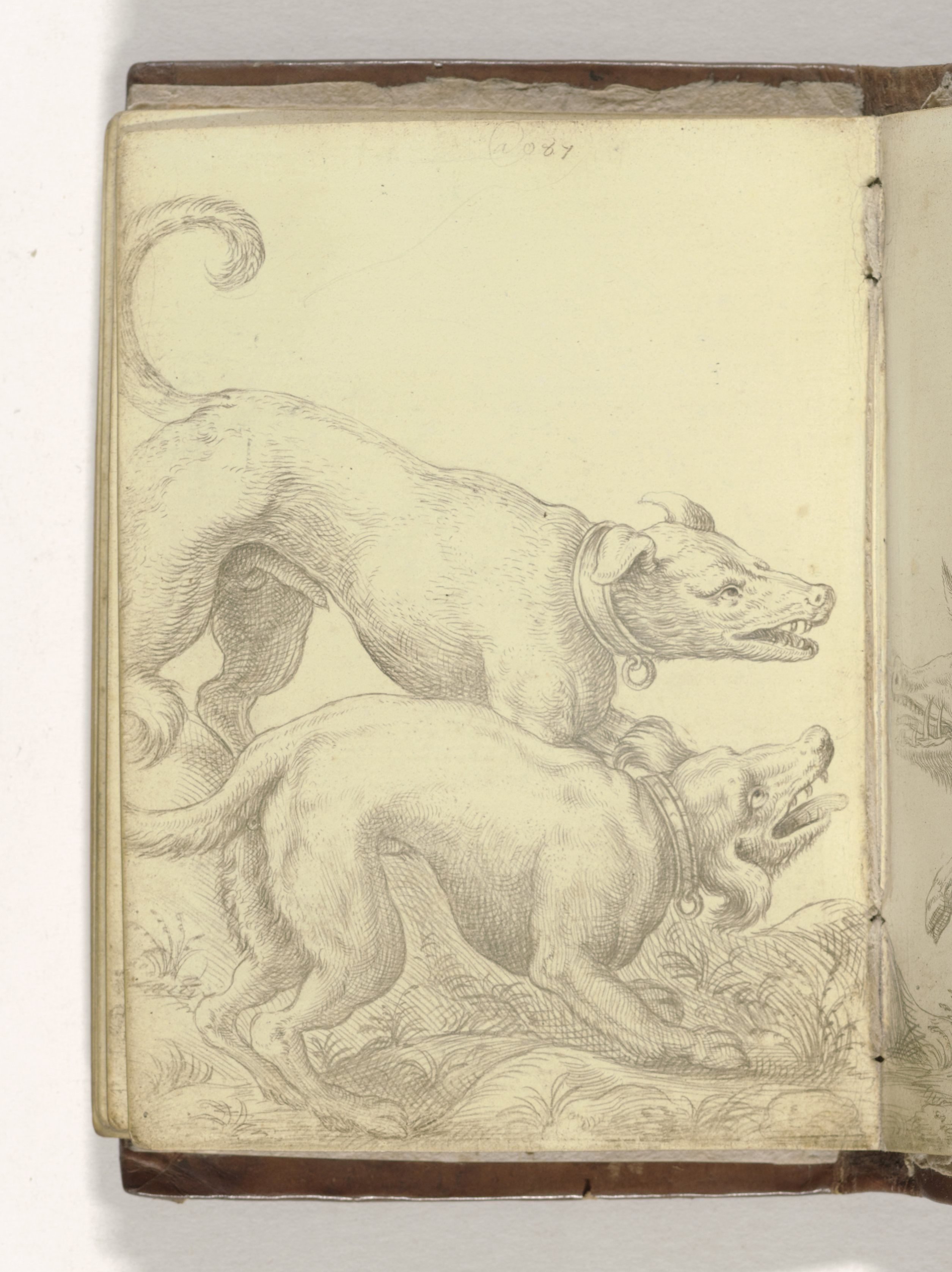 Twee honden