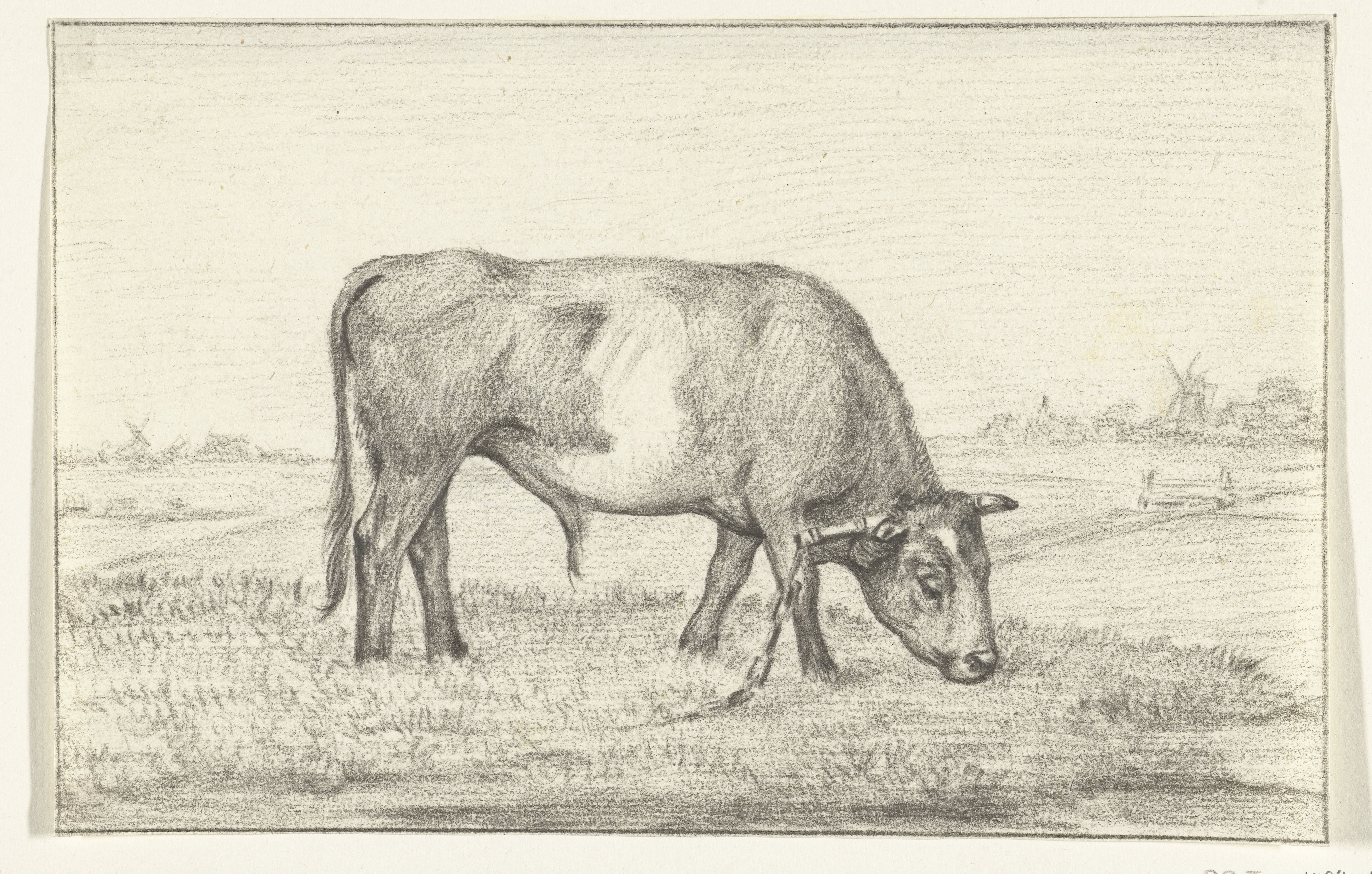 Grazende stier in een wei, naar rechts