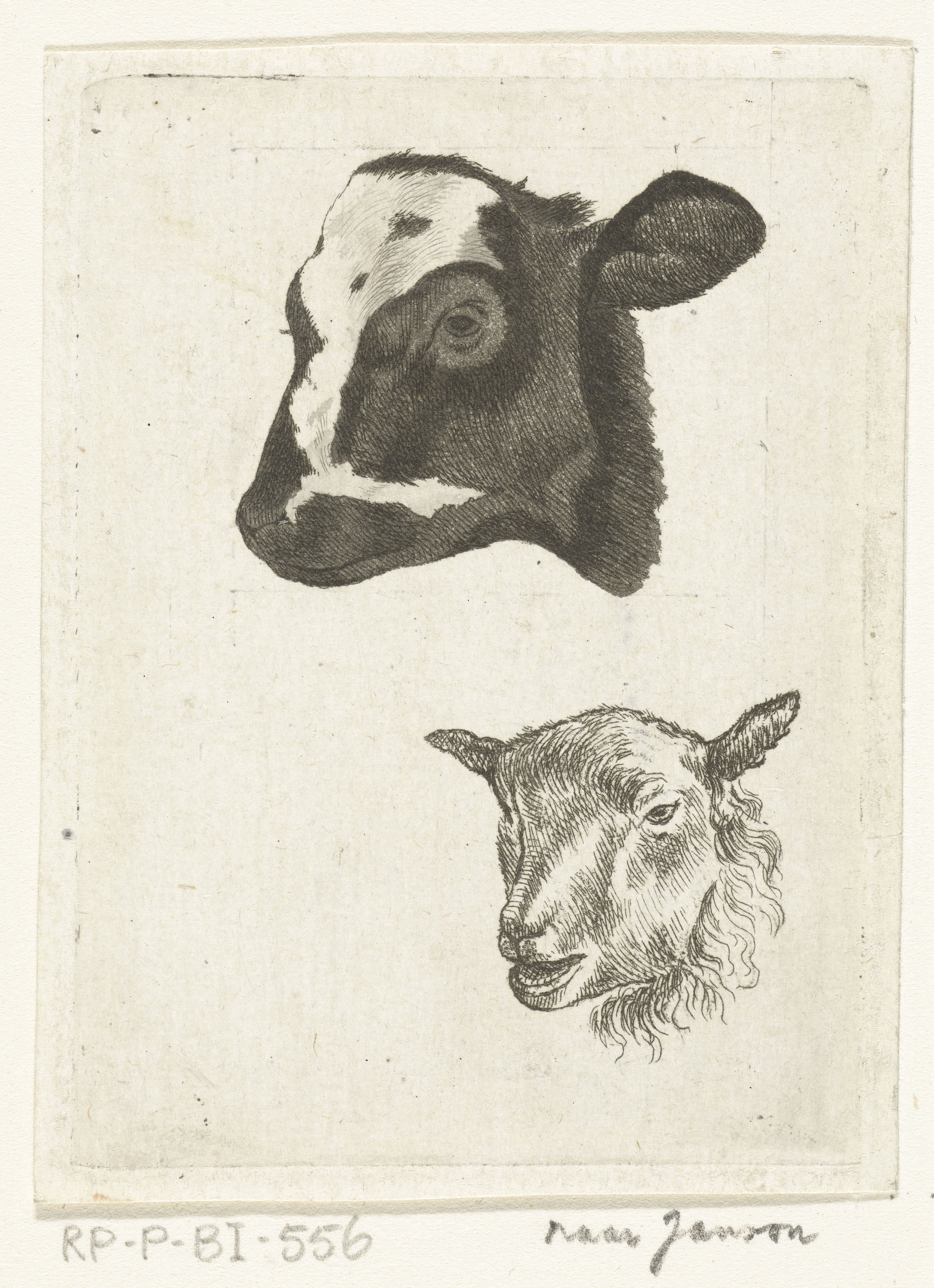 Kop van zwartbont kalf en schaap
