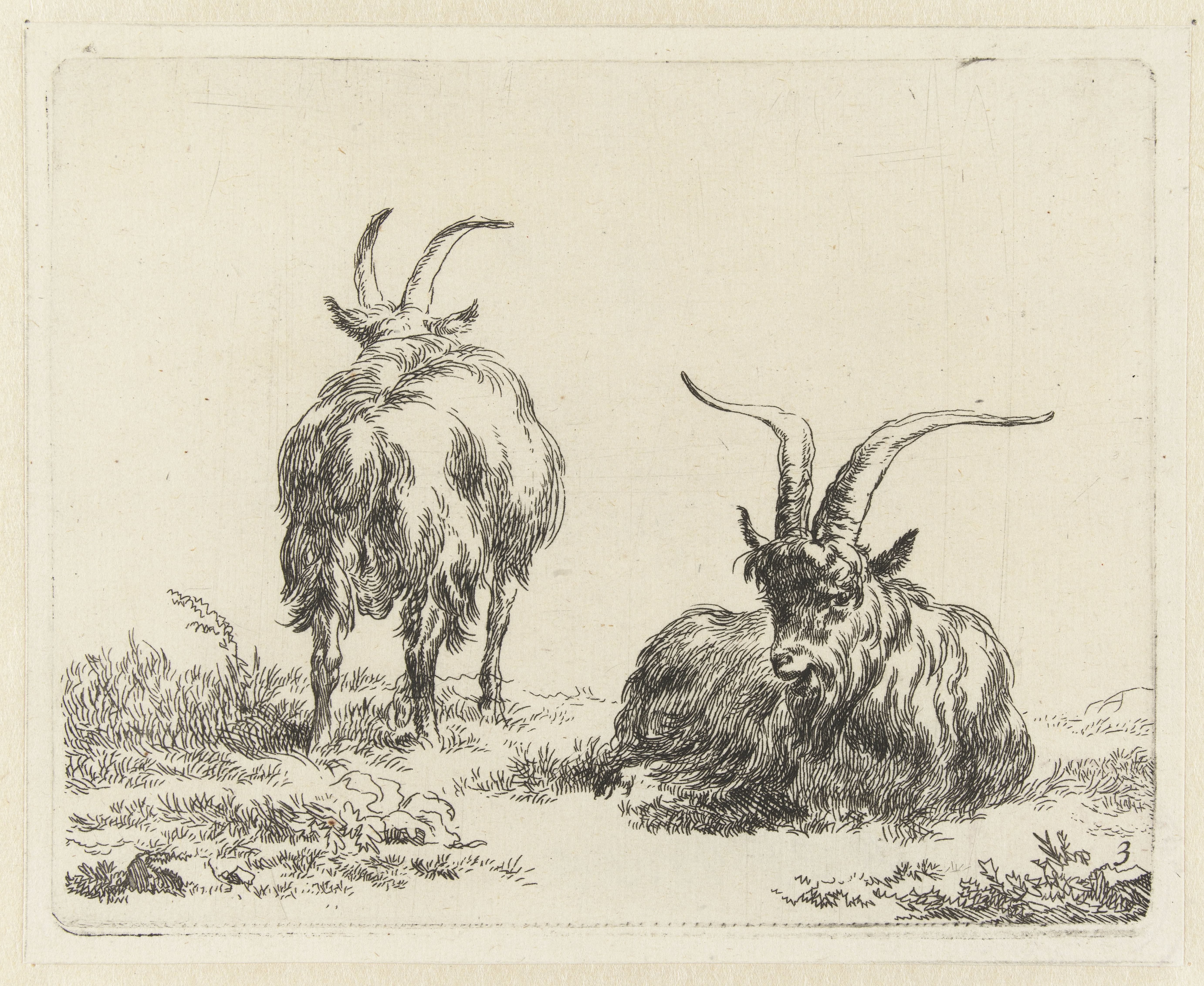 Staande en liggende geit of bok