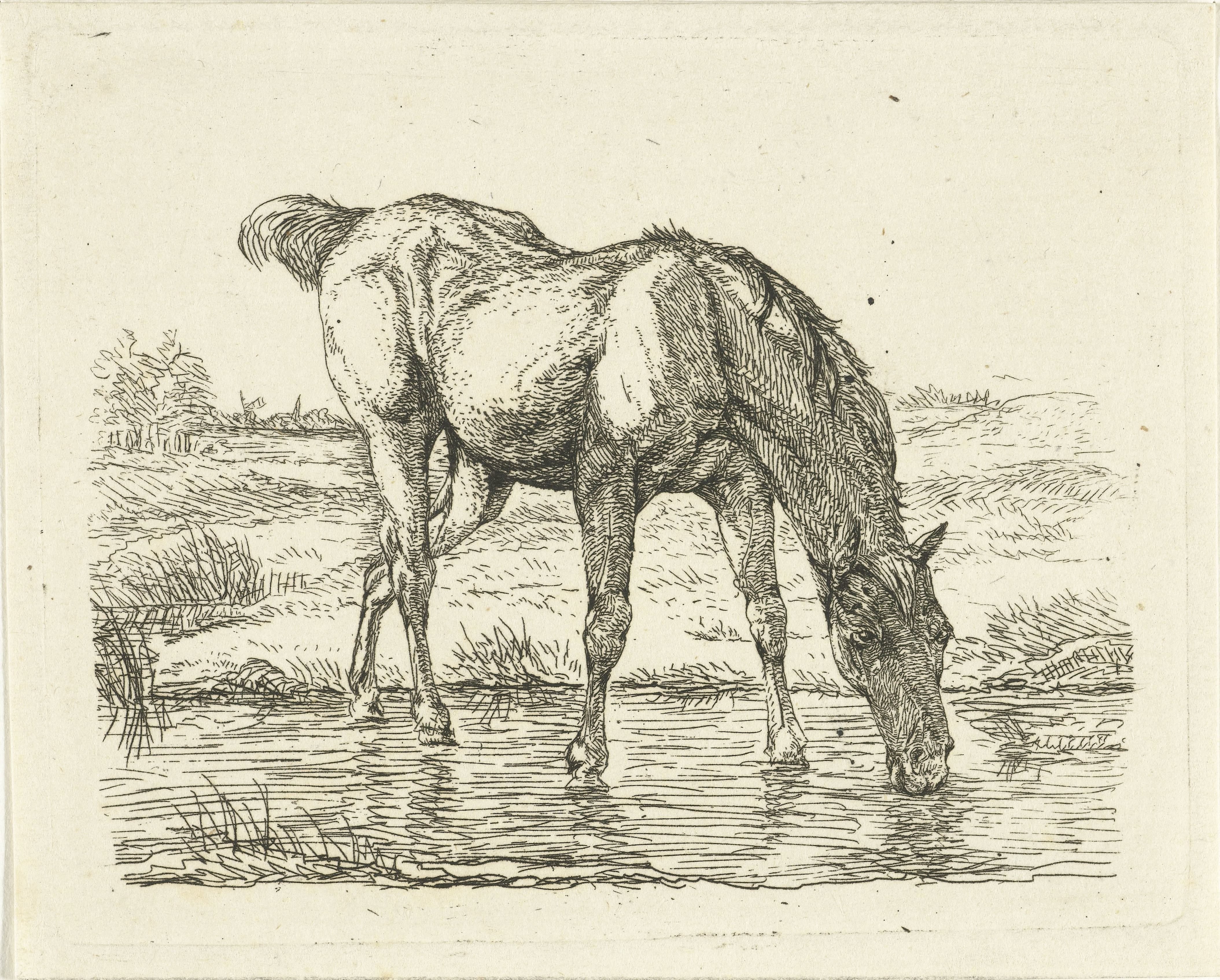 Drinkend paard