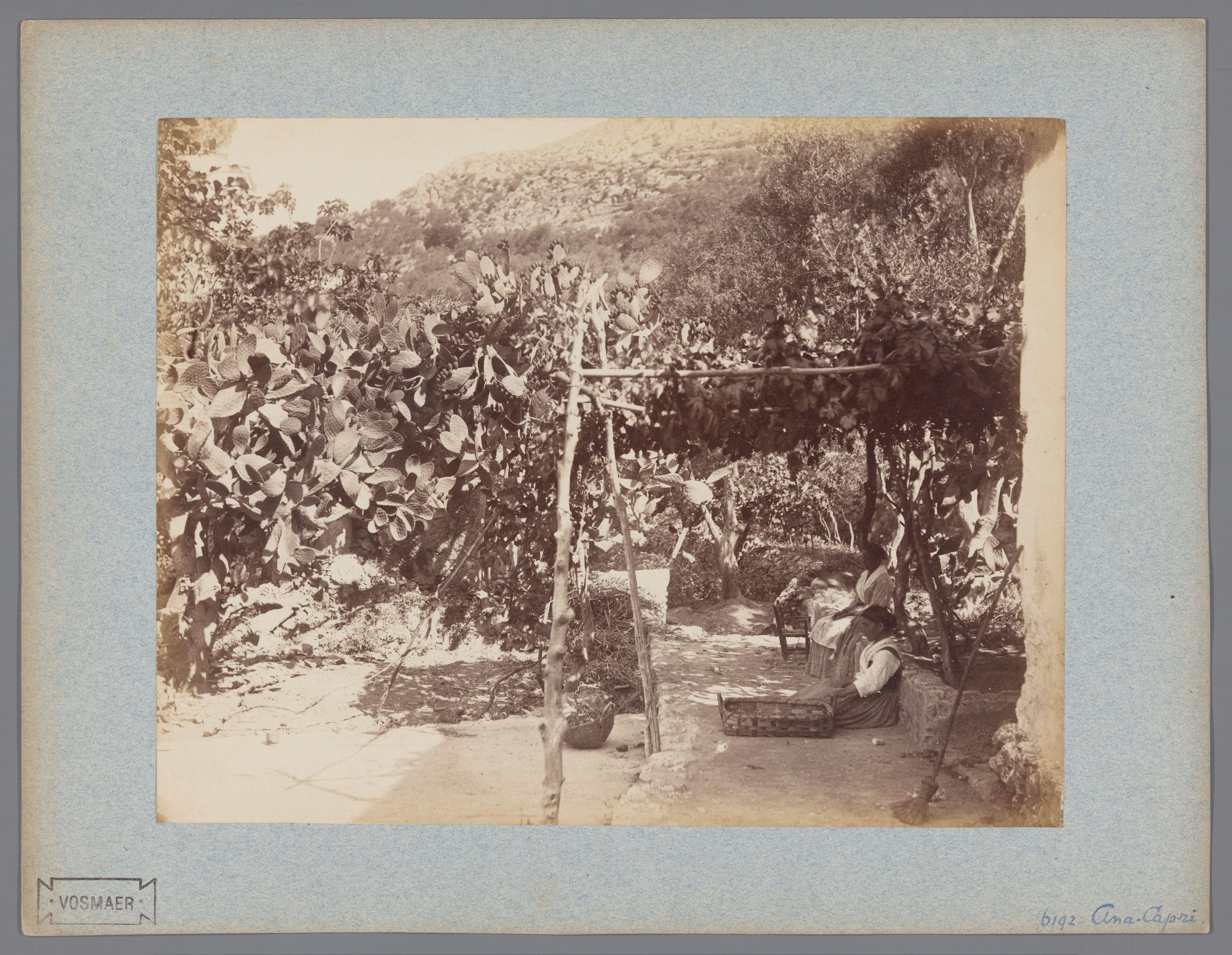 Cactussen te Anacapri