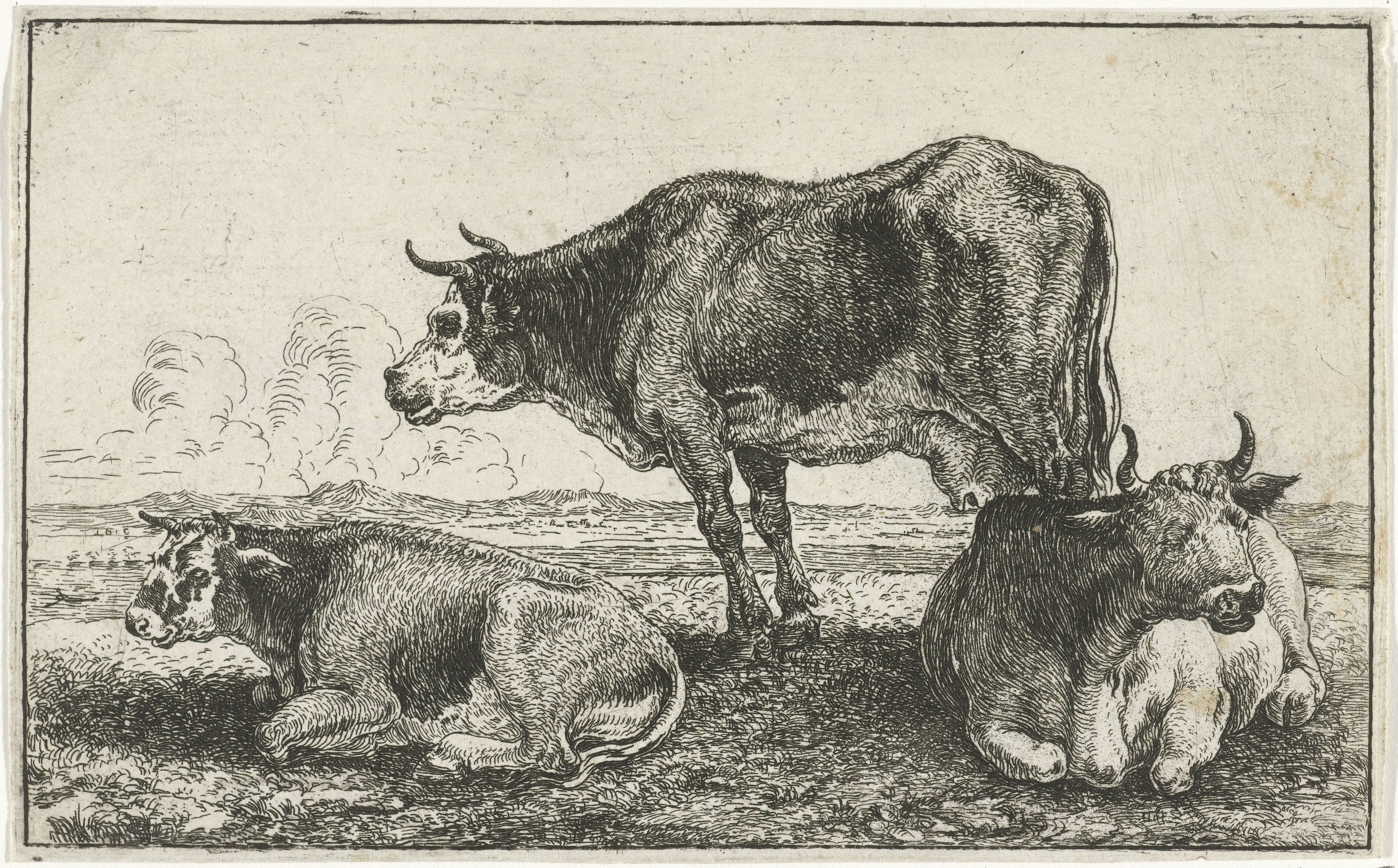 Drie koeien