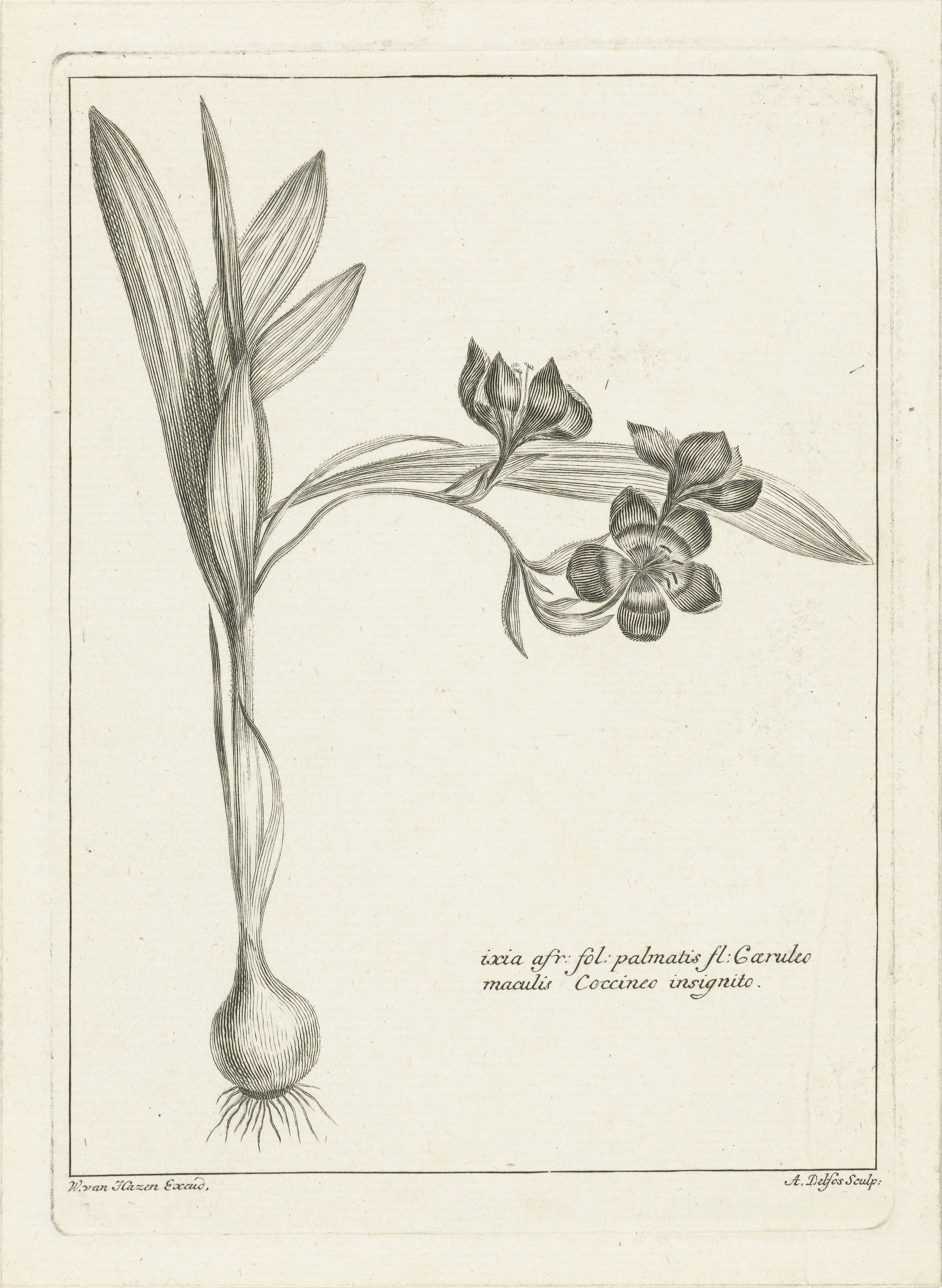 Ixia