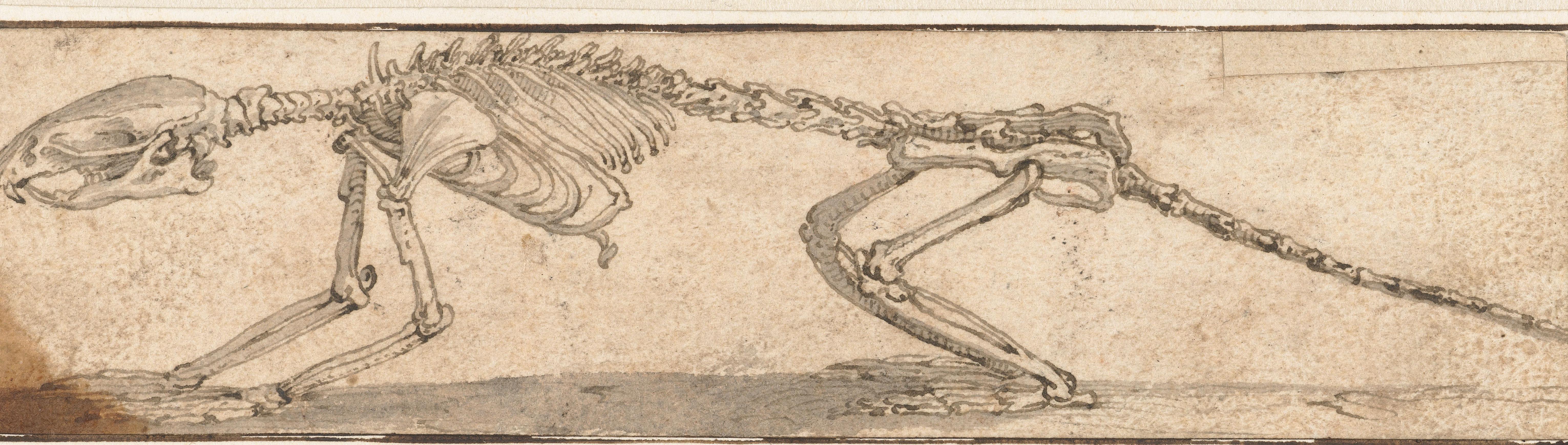 Skelet van een rat