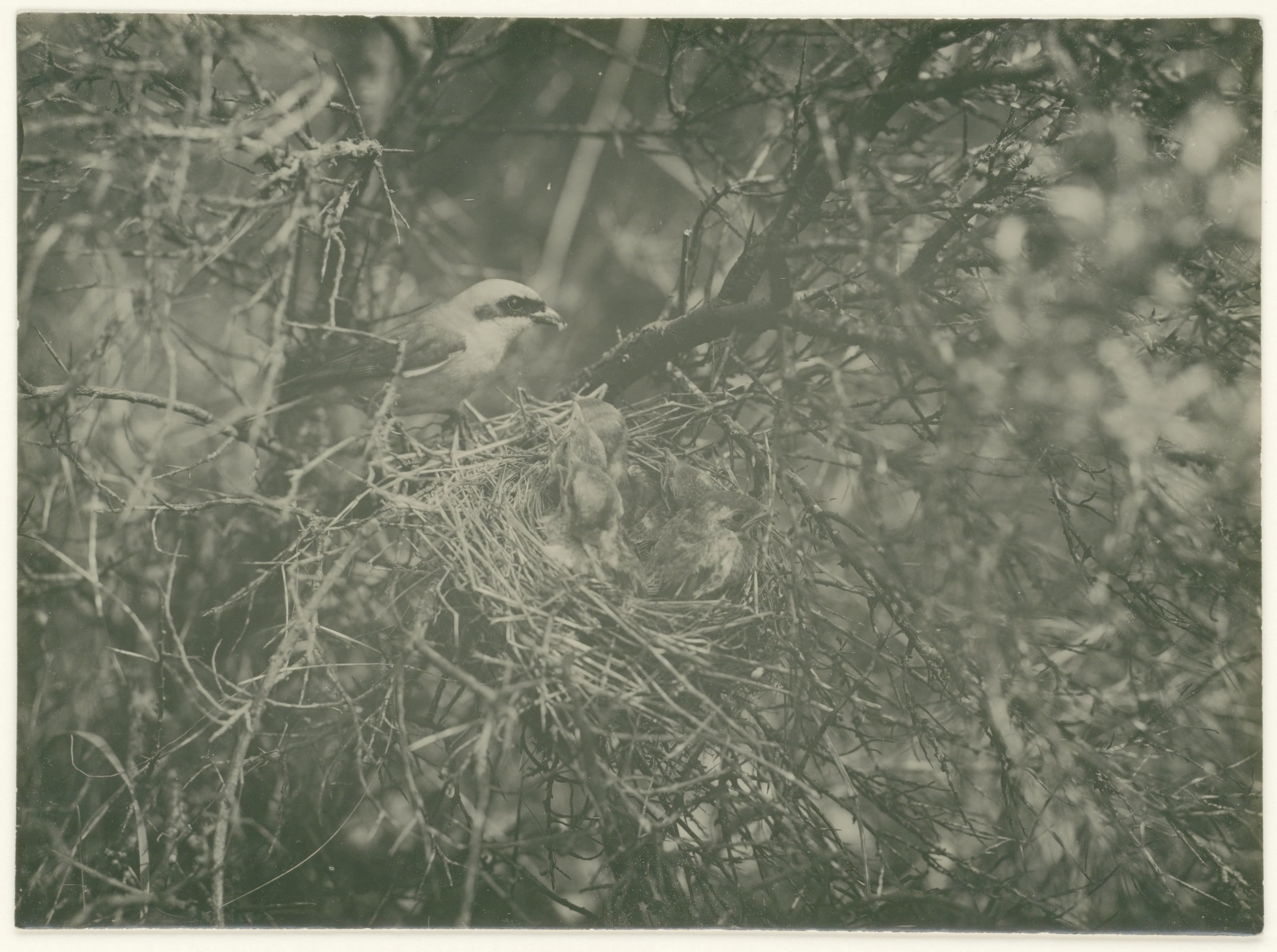 Vogel bij een nest jongen