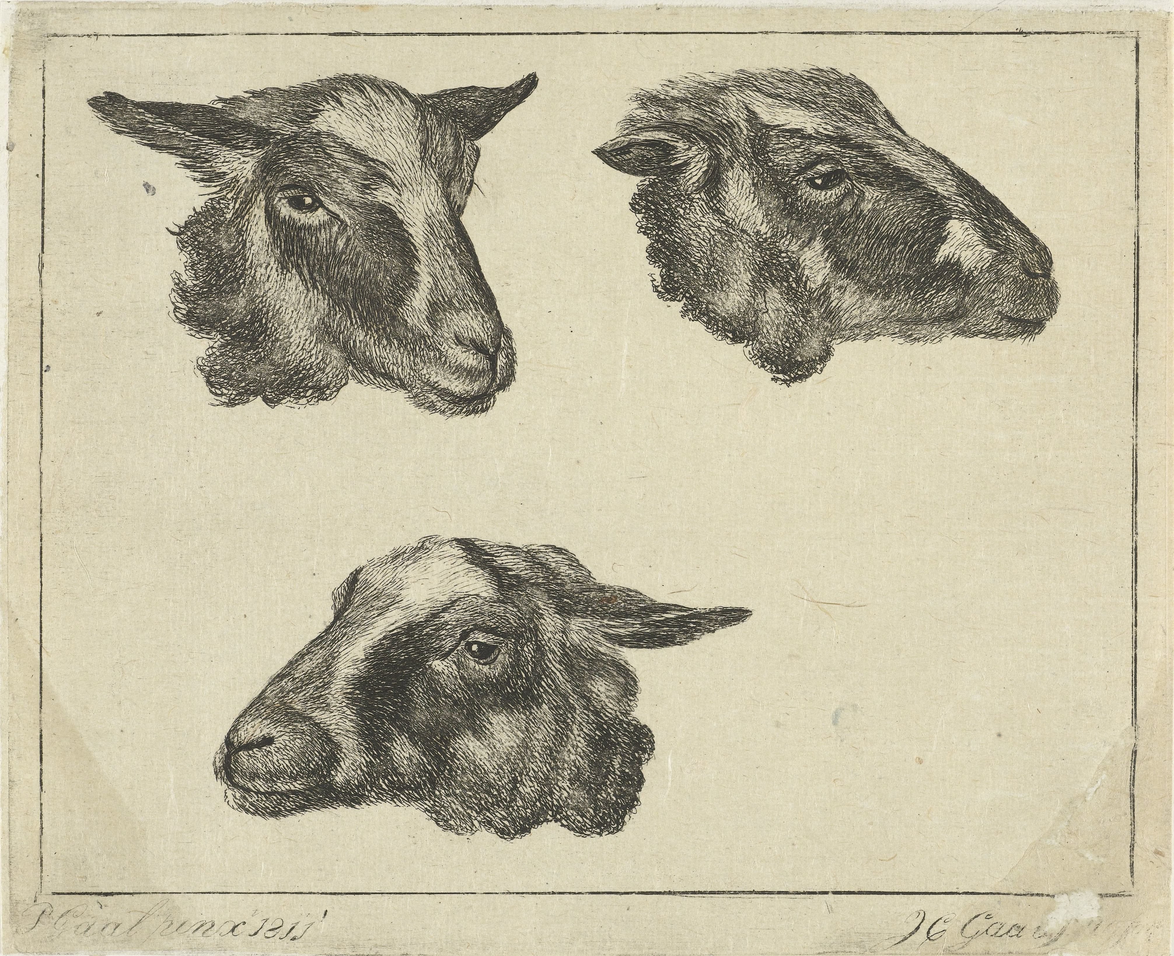 Drie geitenkoppen
