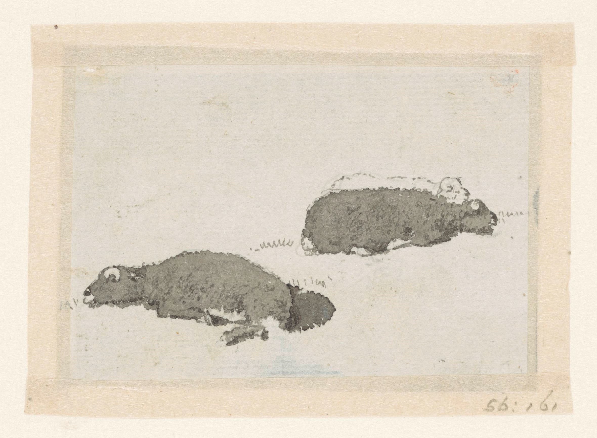 Twee schapen in tegenbelichting