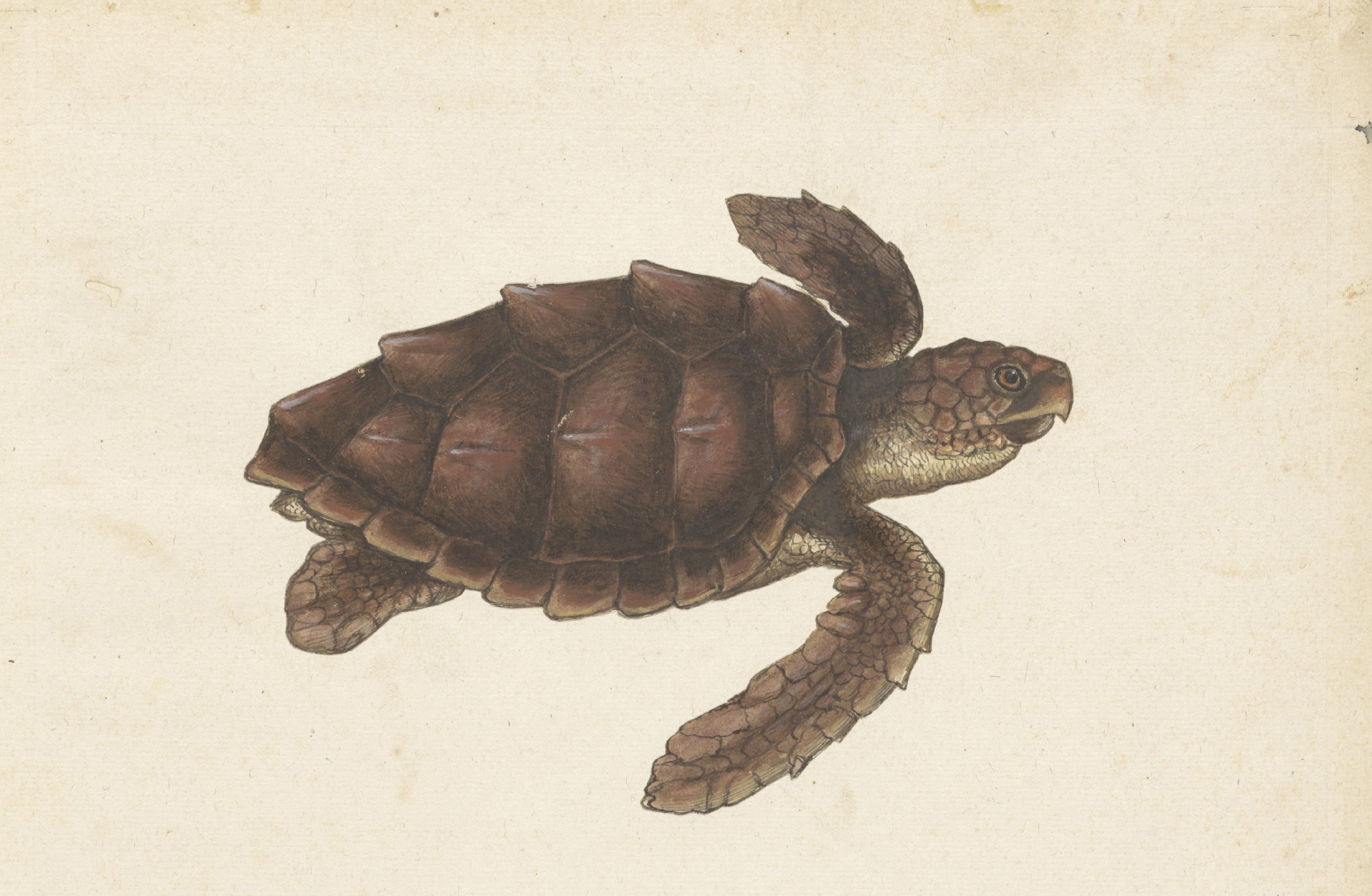 Zeeschildpad