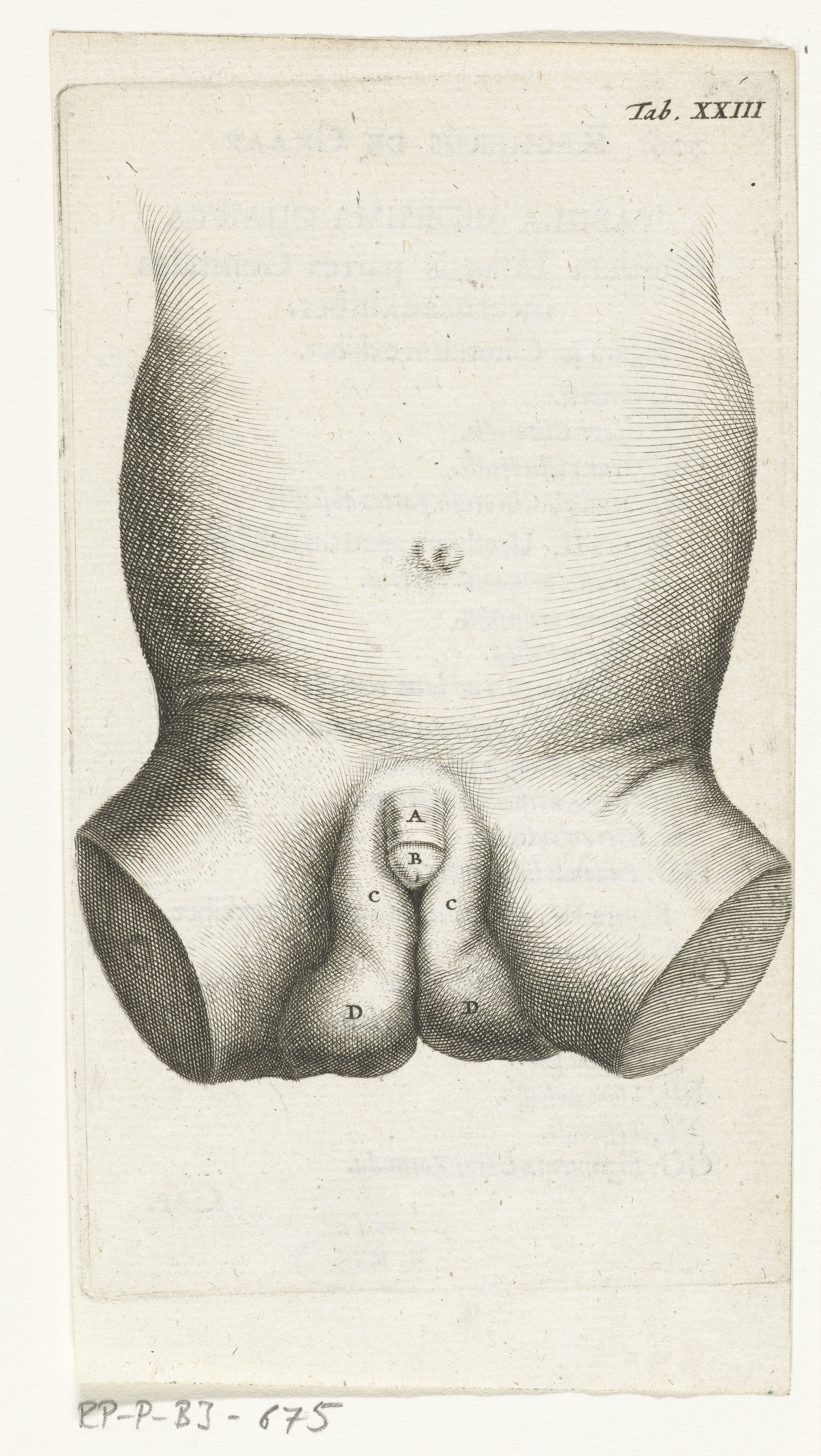 Anatomische afbeelding van de penis van een kind