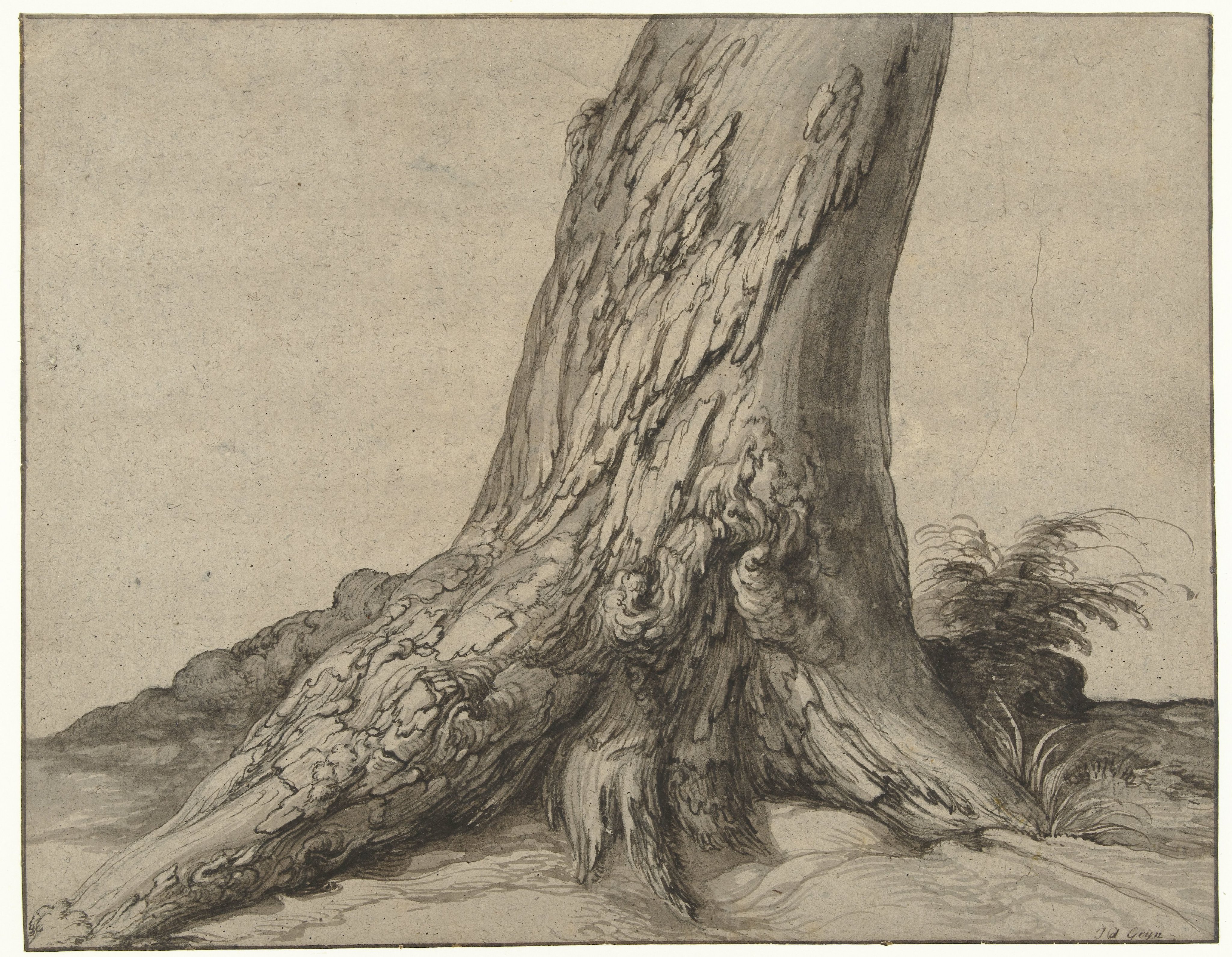 Studie van de stam van een boom met wortels