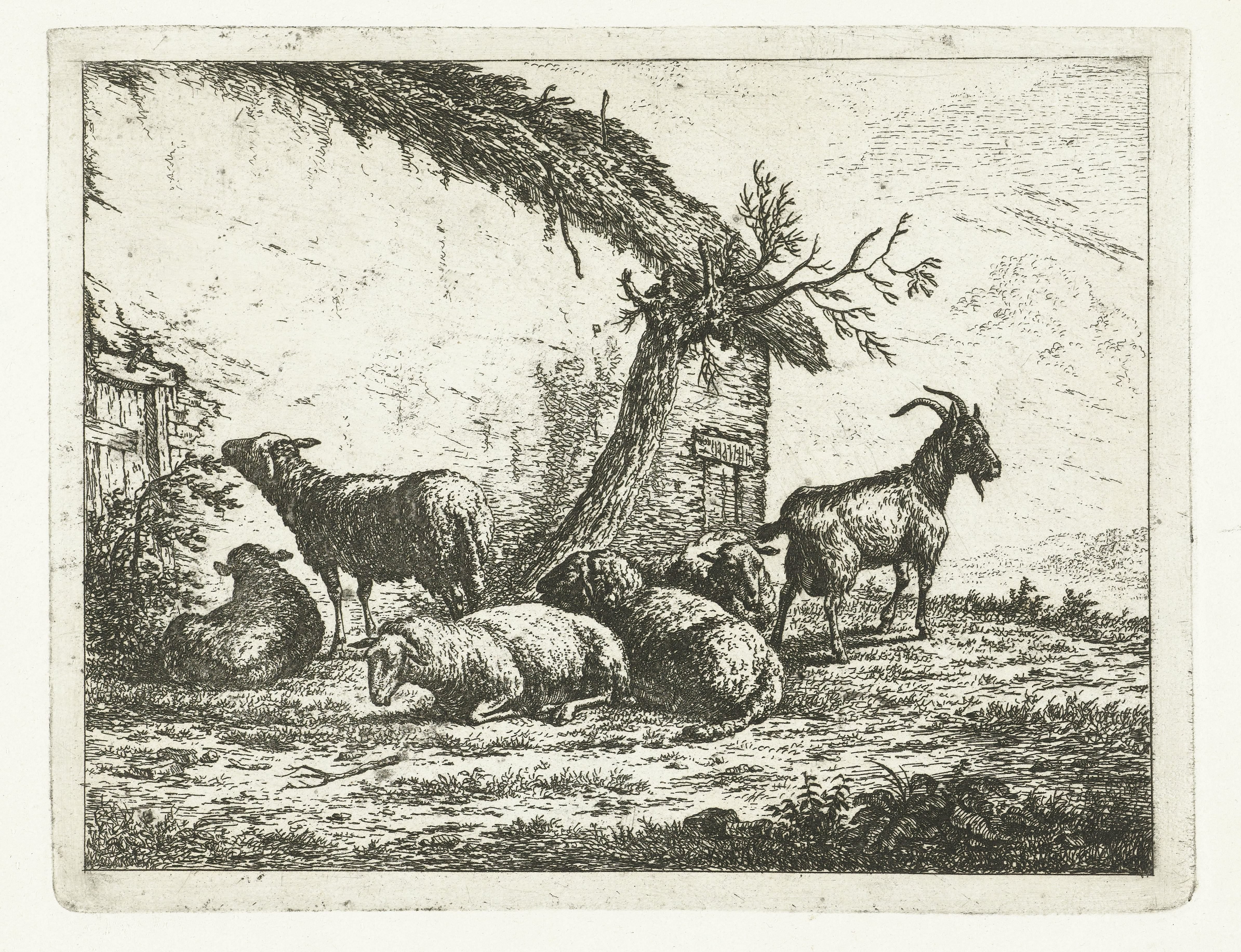 Geit en schapen bij vervallen boerenschuur