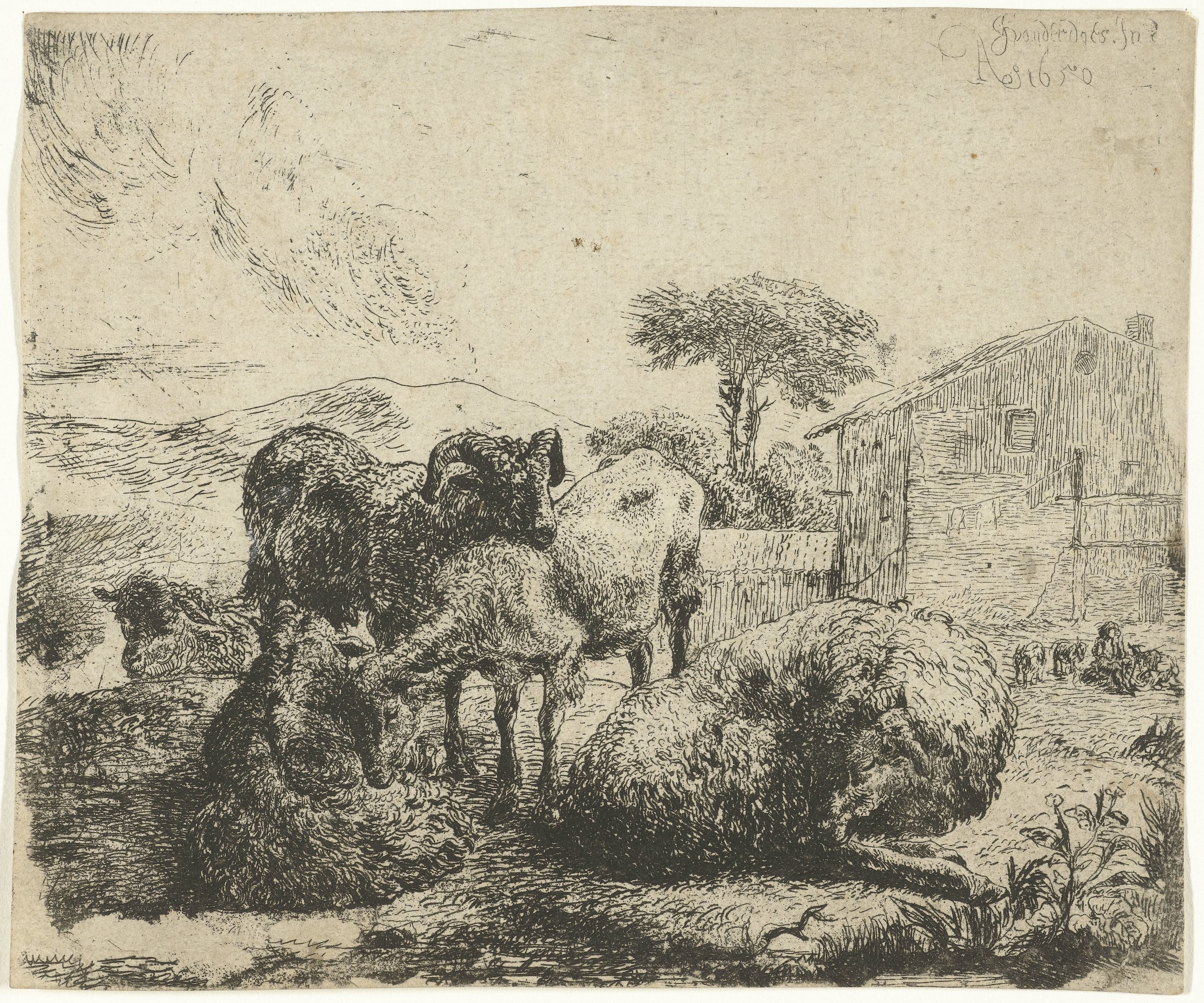 Groep van vijf schapen
