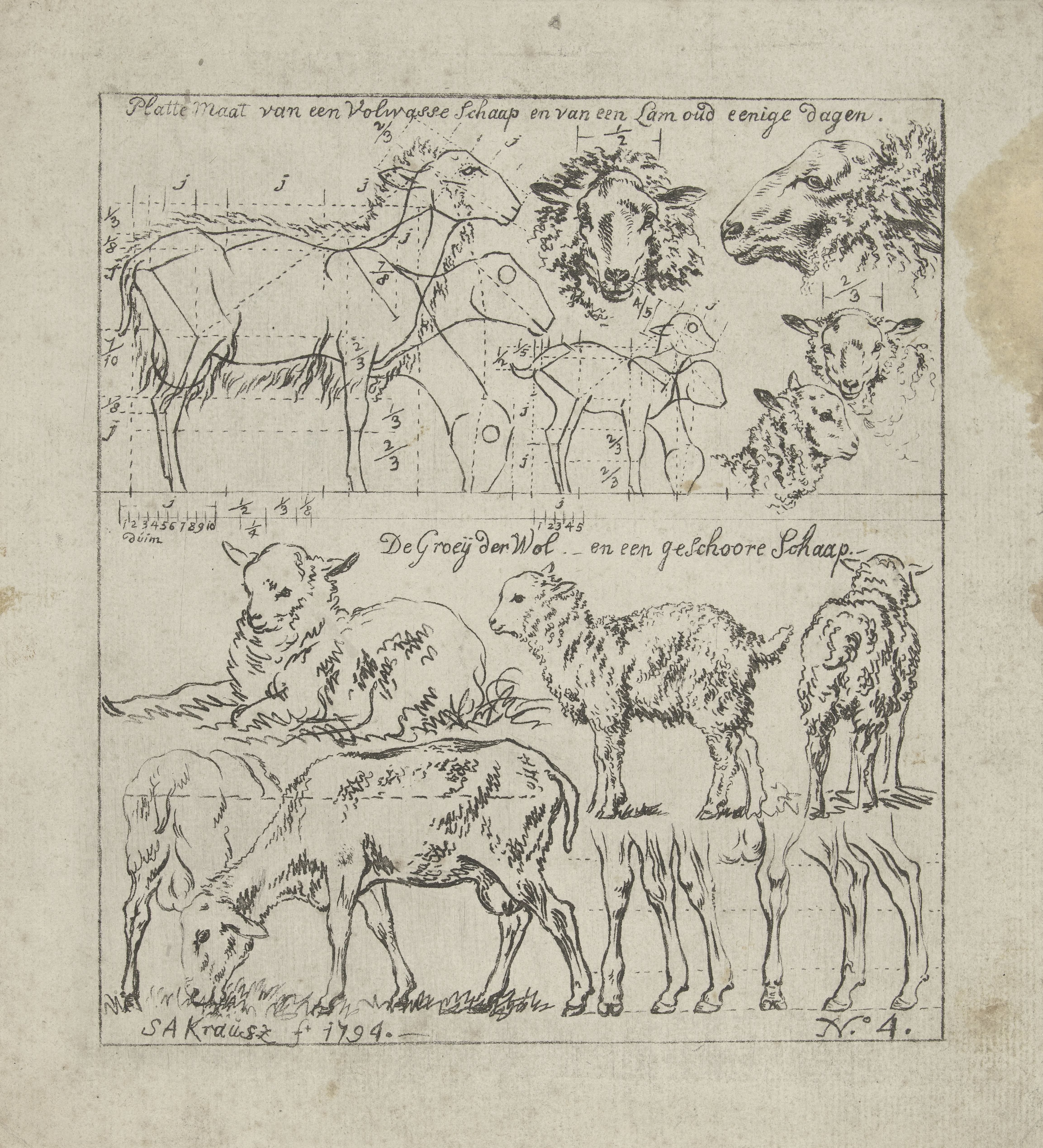 Schematische weergave van schapen van diverse leeftijden