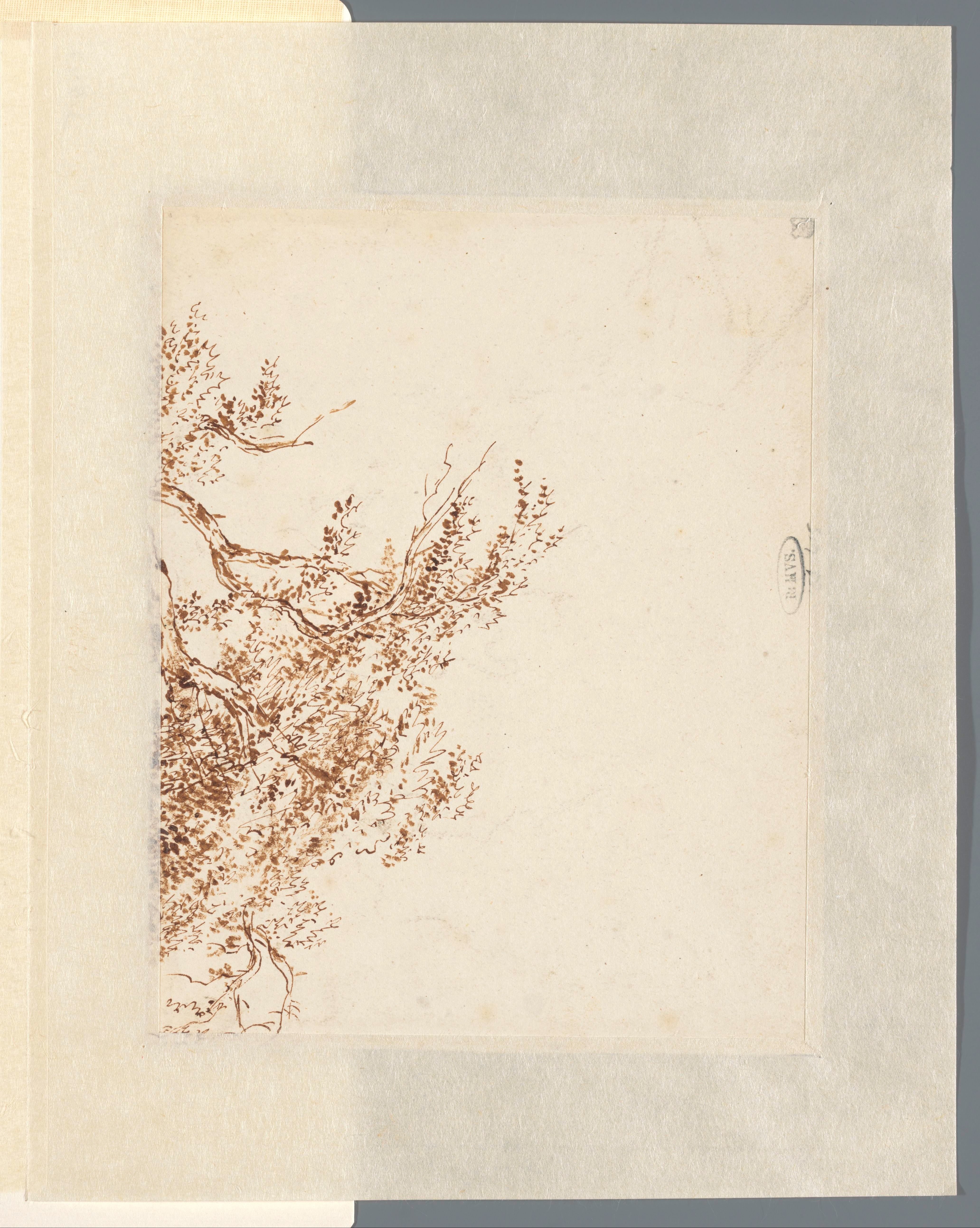 Fragment van een boomstudie