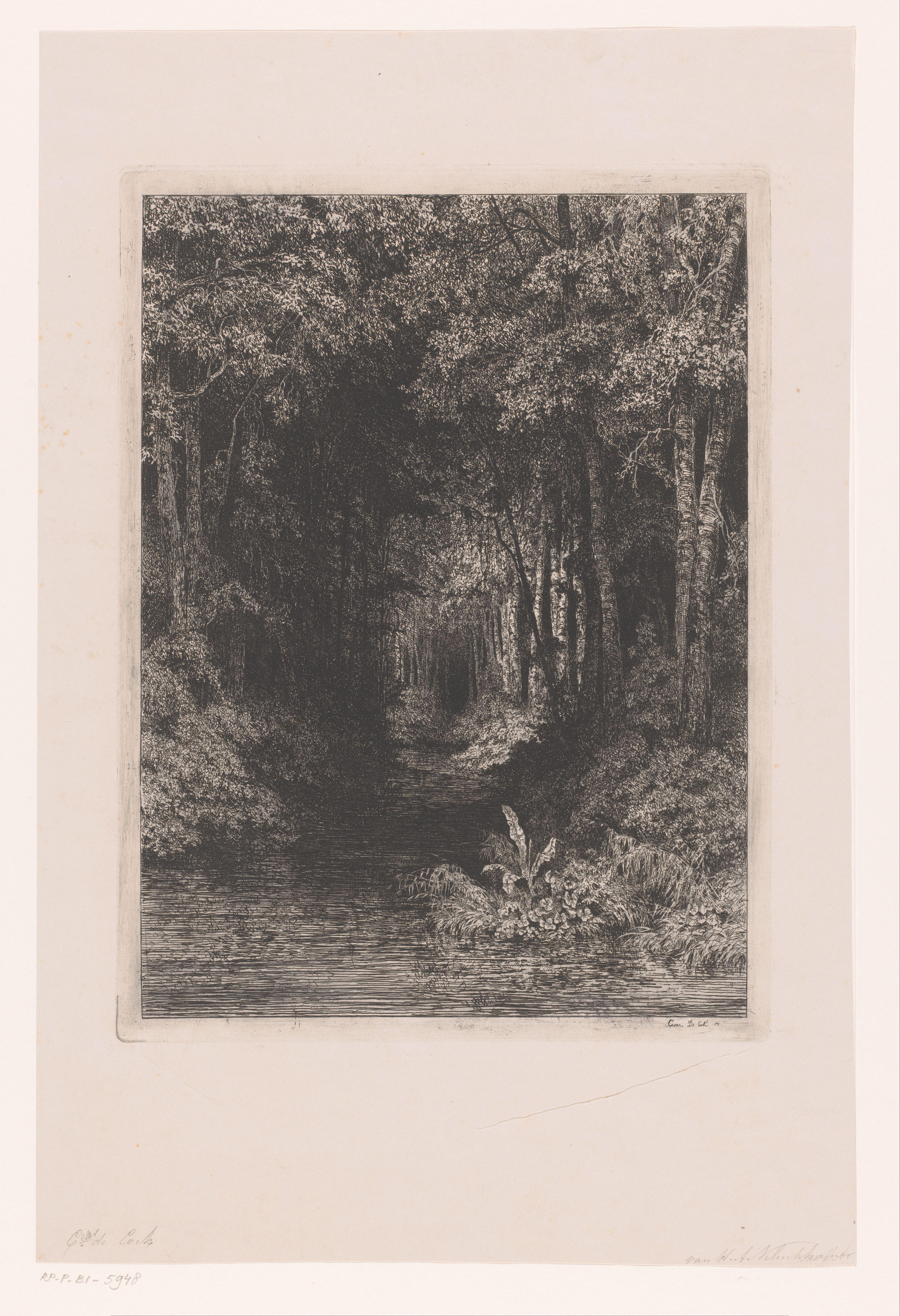 Beek door het bos
