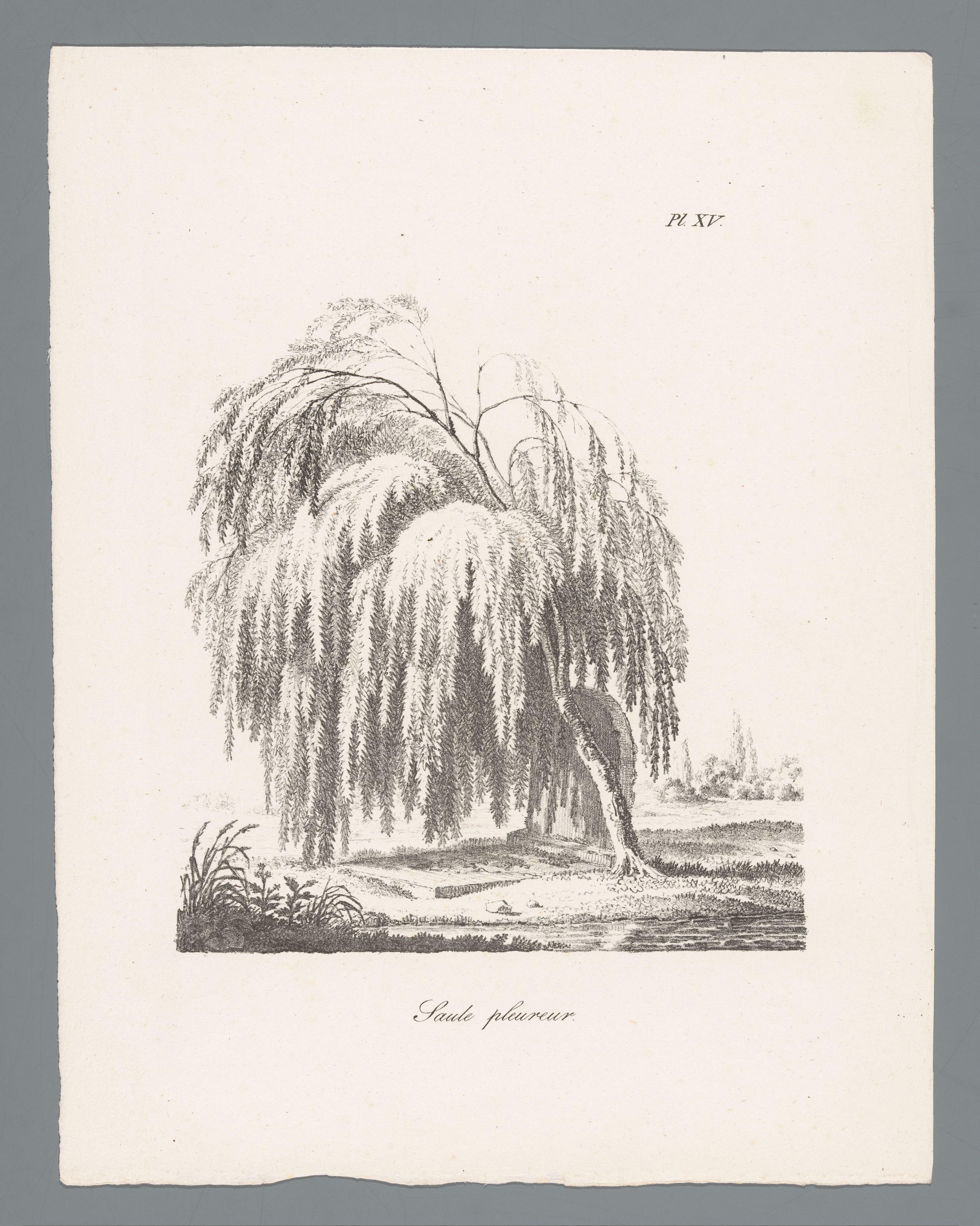 Treurwilg