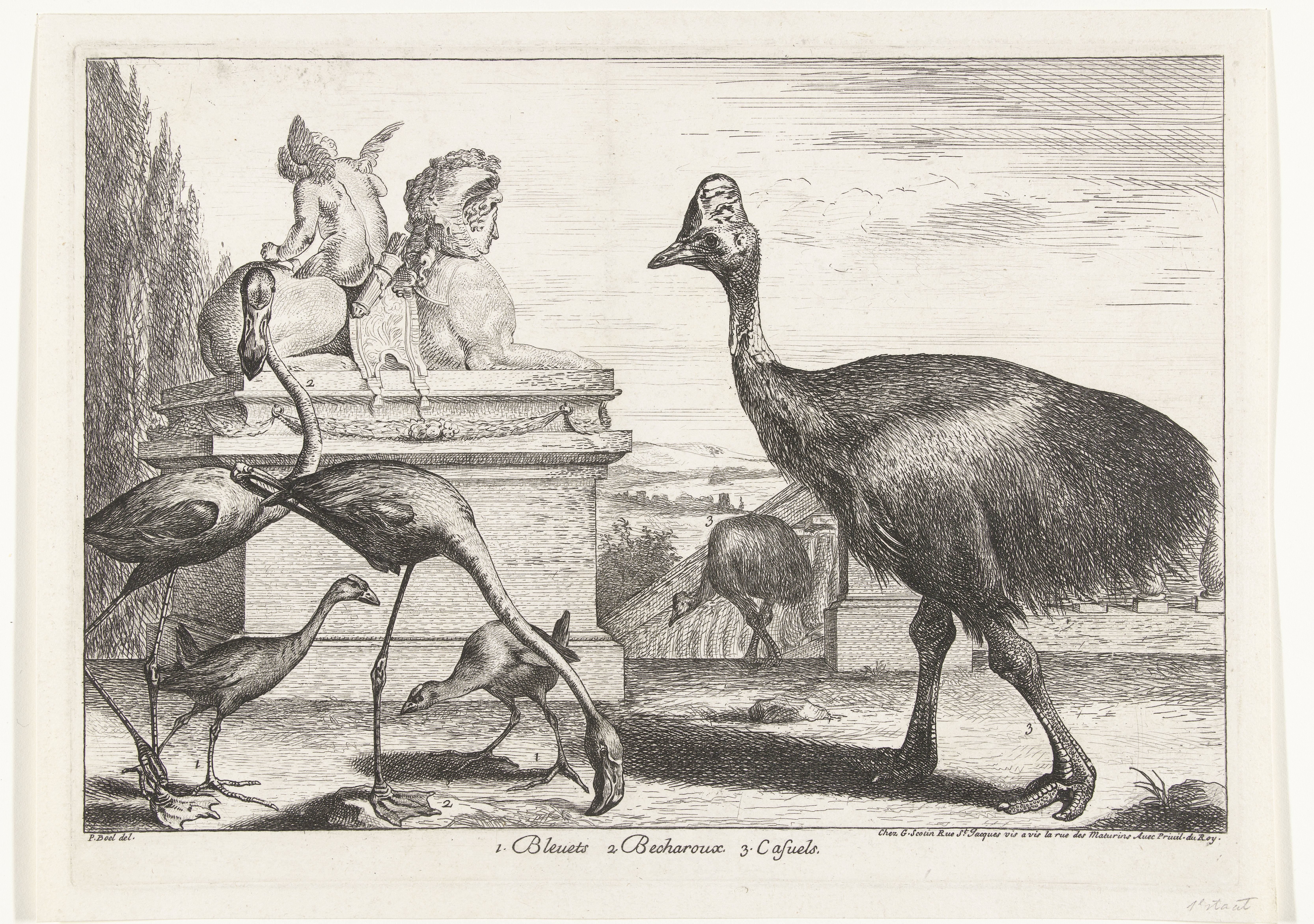 Kasuarissen, purperkoet en flamingo's