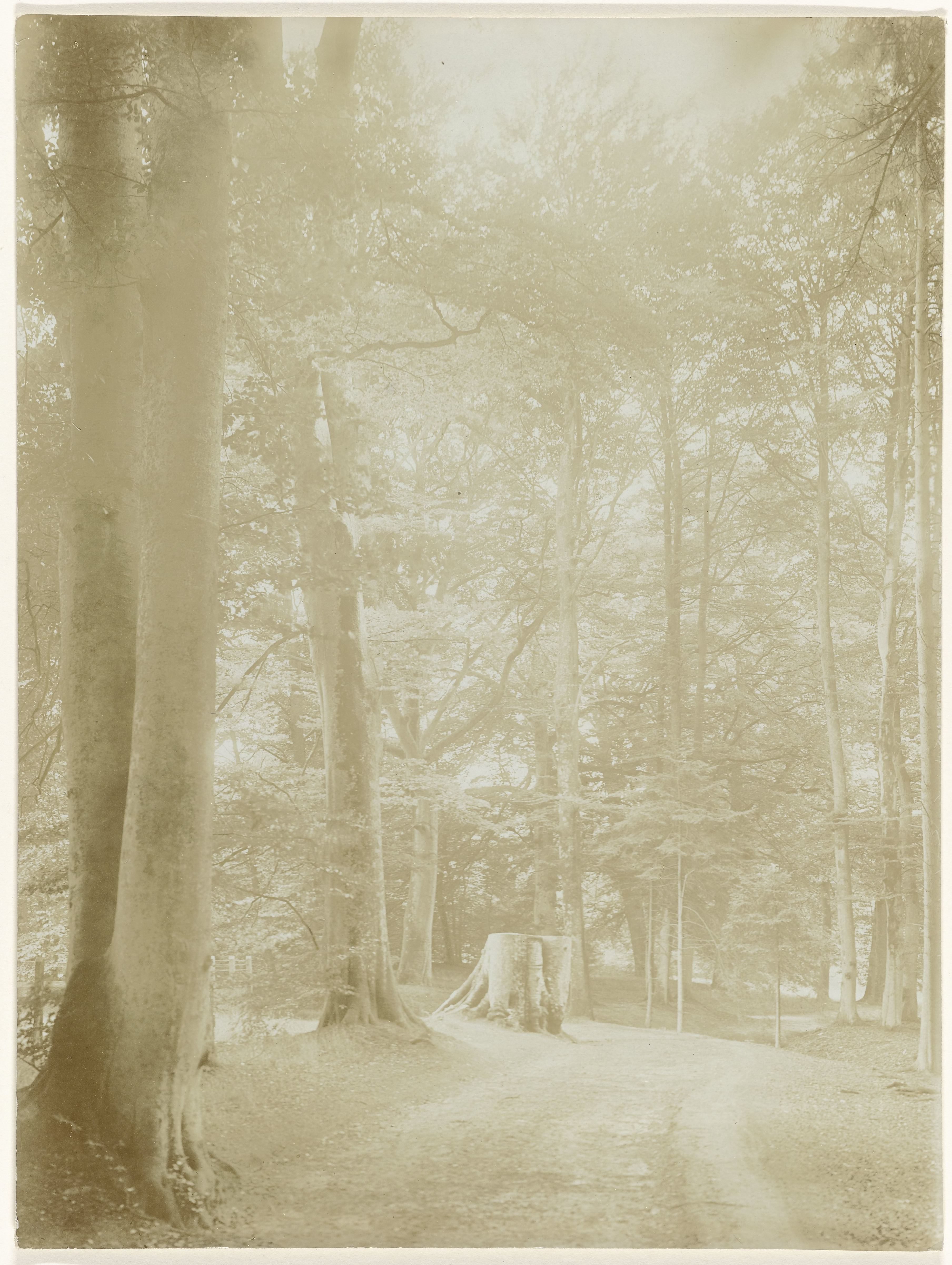 Laan met omgezaagde beuk in het park van Paleis Het Loo