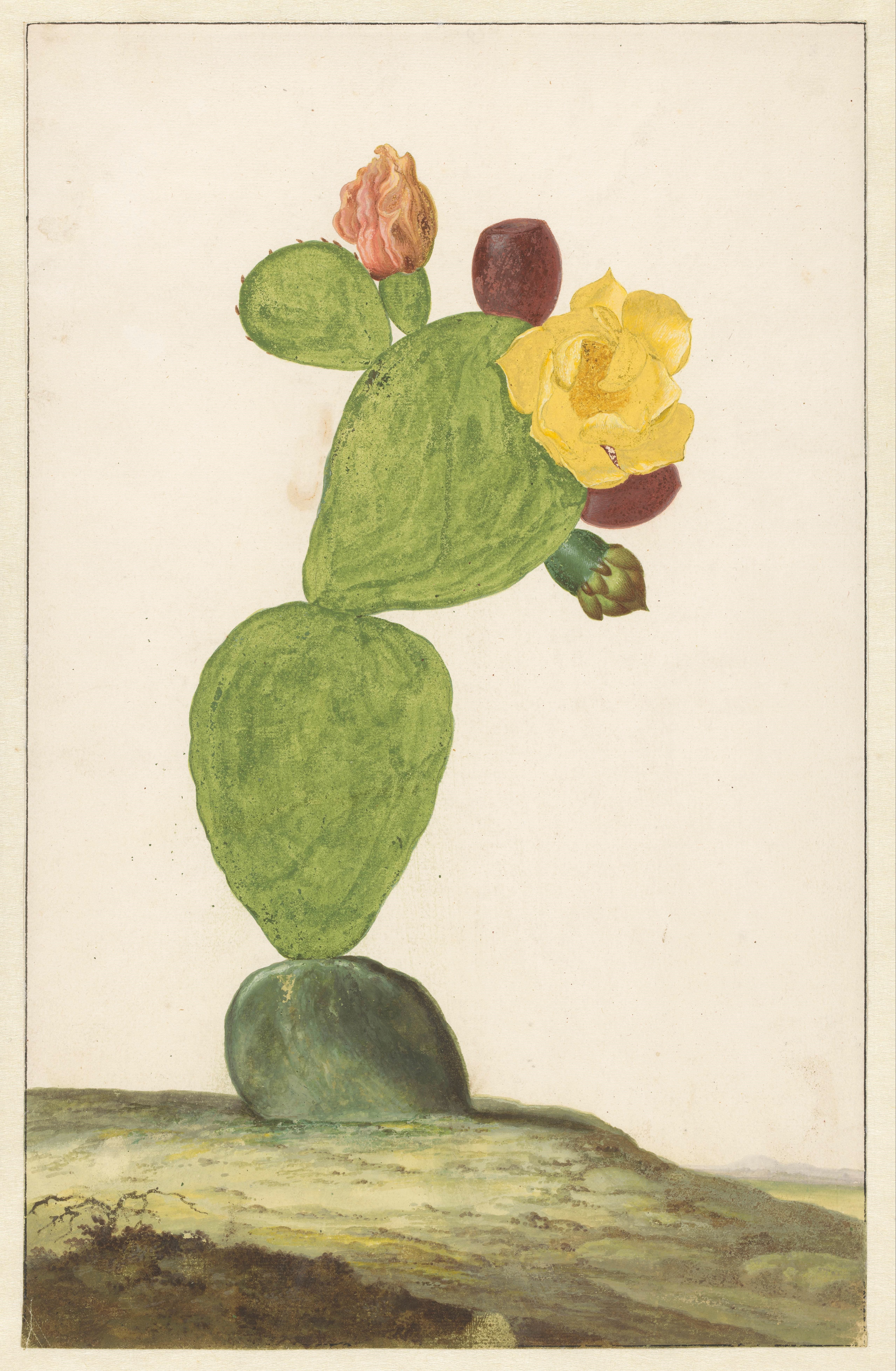 Prickly Pear in Bloom