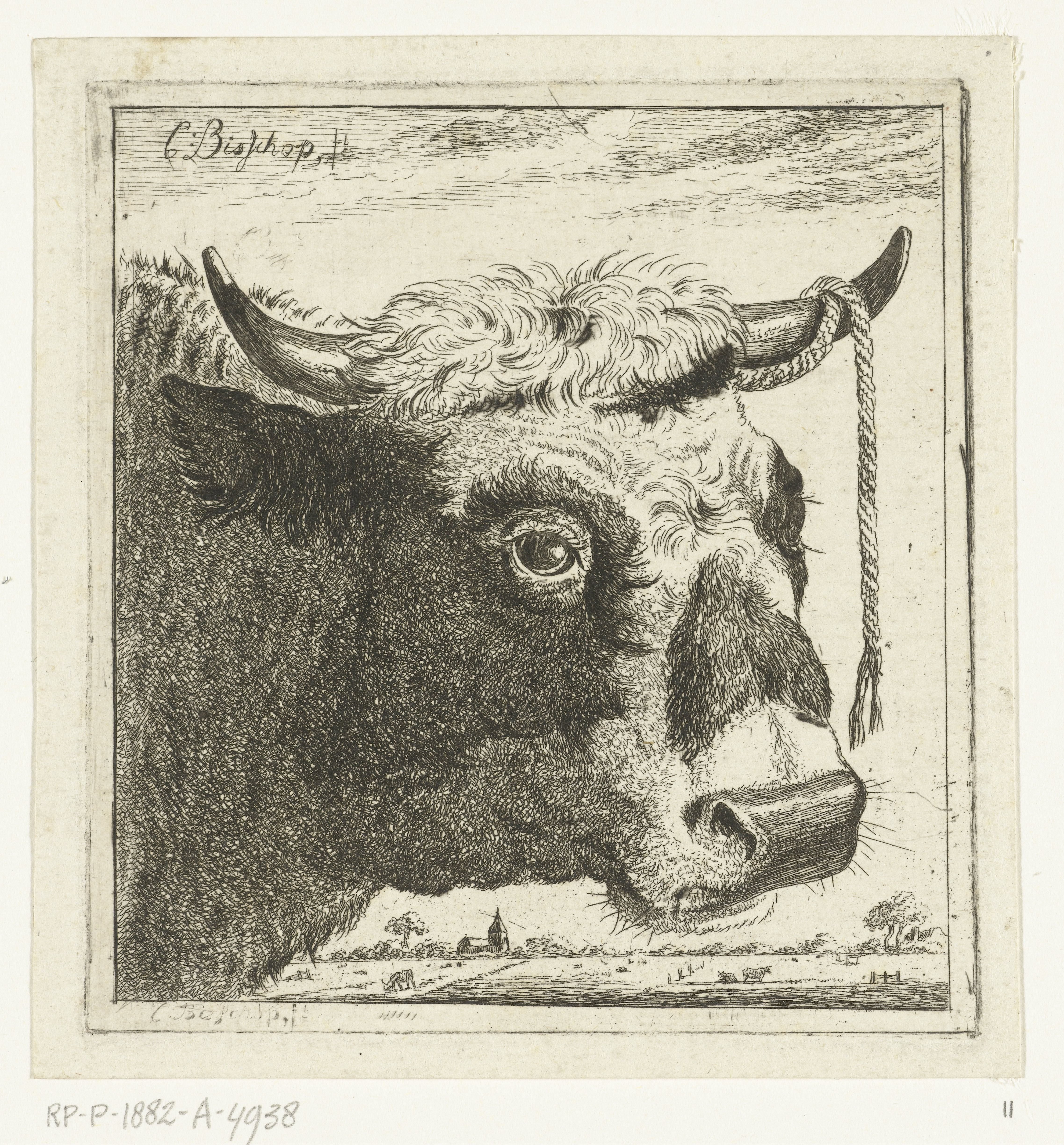 Kop van stier met touw aan horen