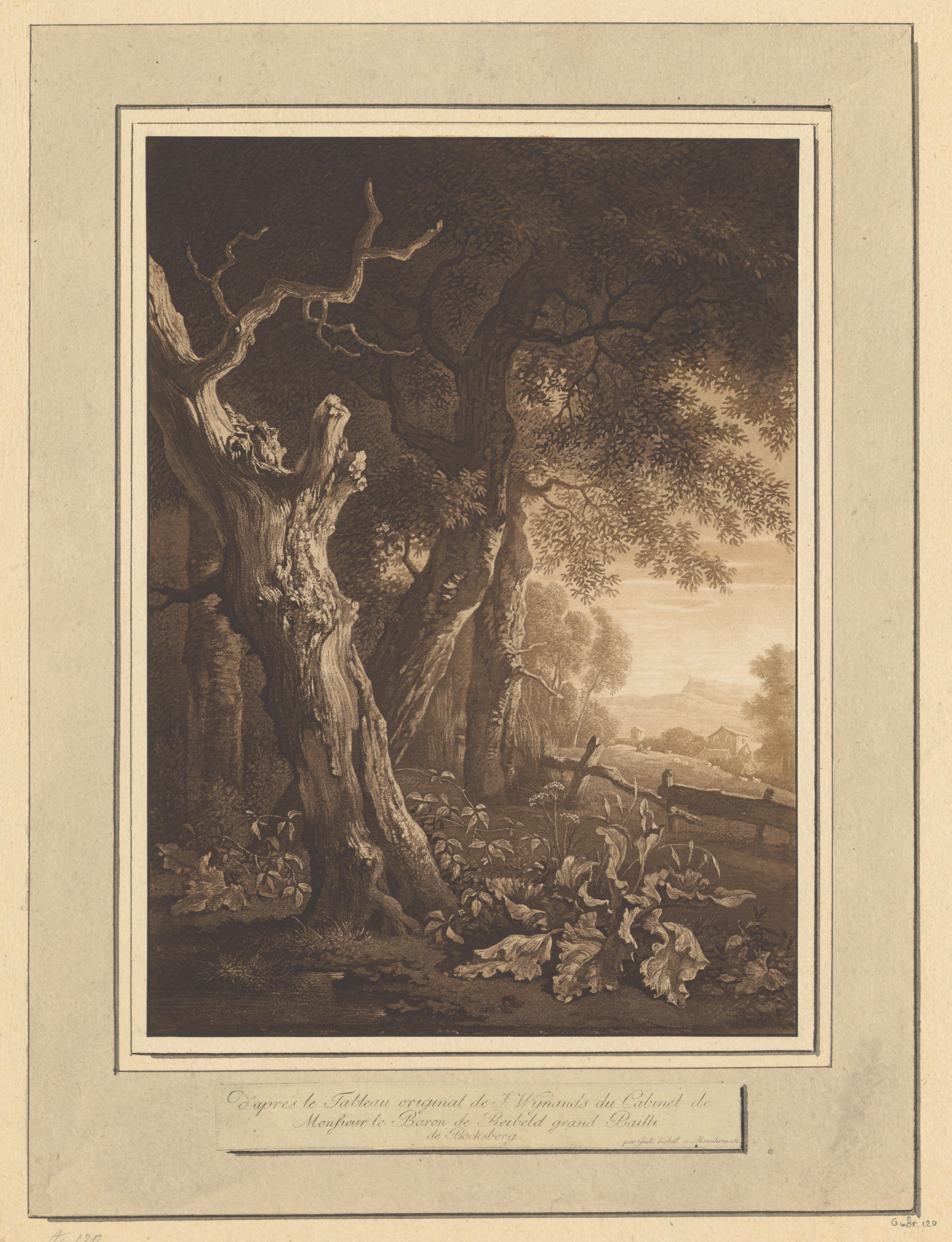 Landschap met verdorde eik aan de bosrand