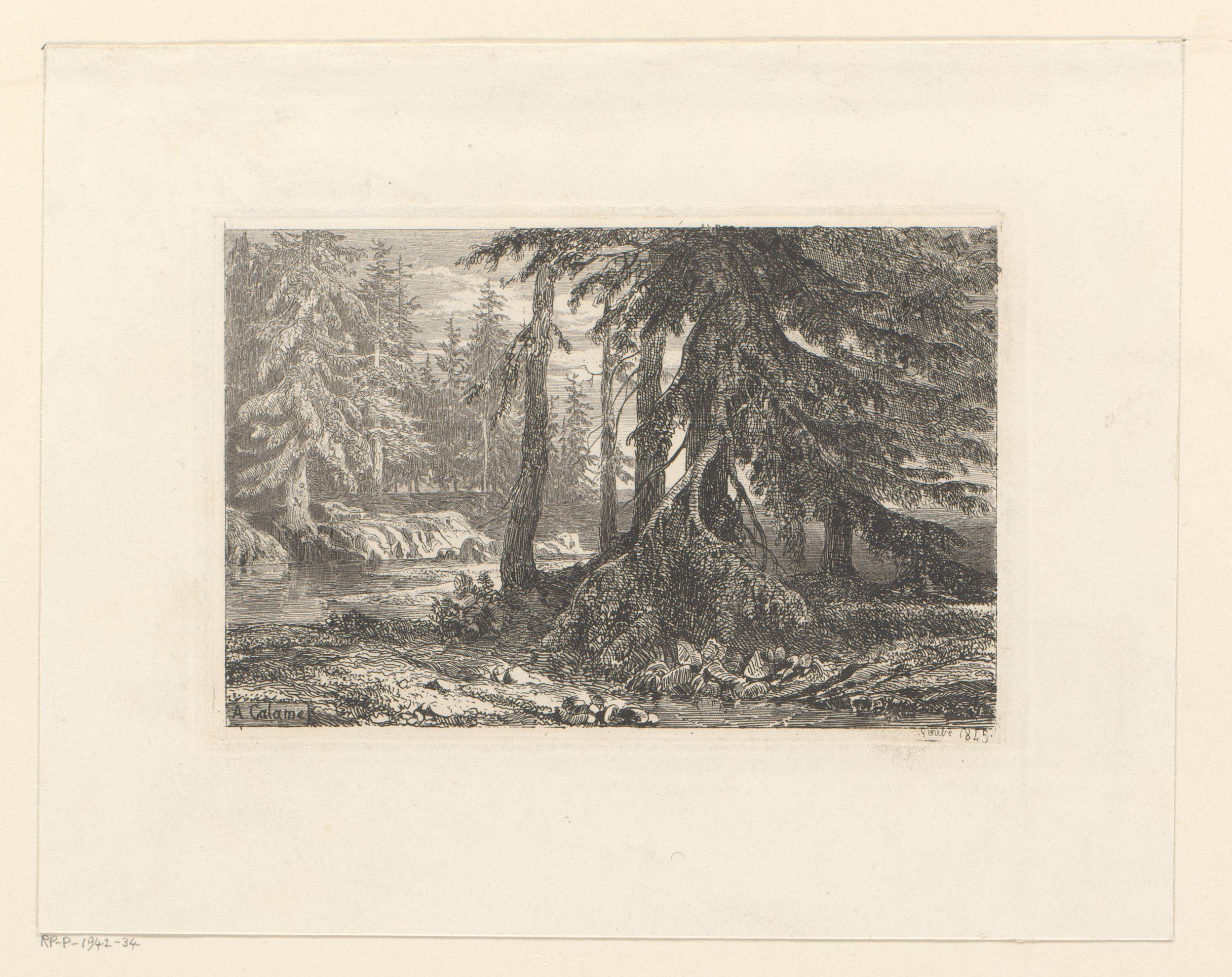 Boslandschap met dennenbomen langs een rivier