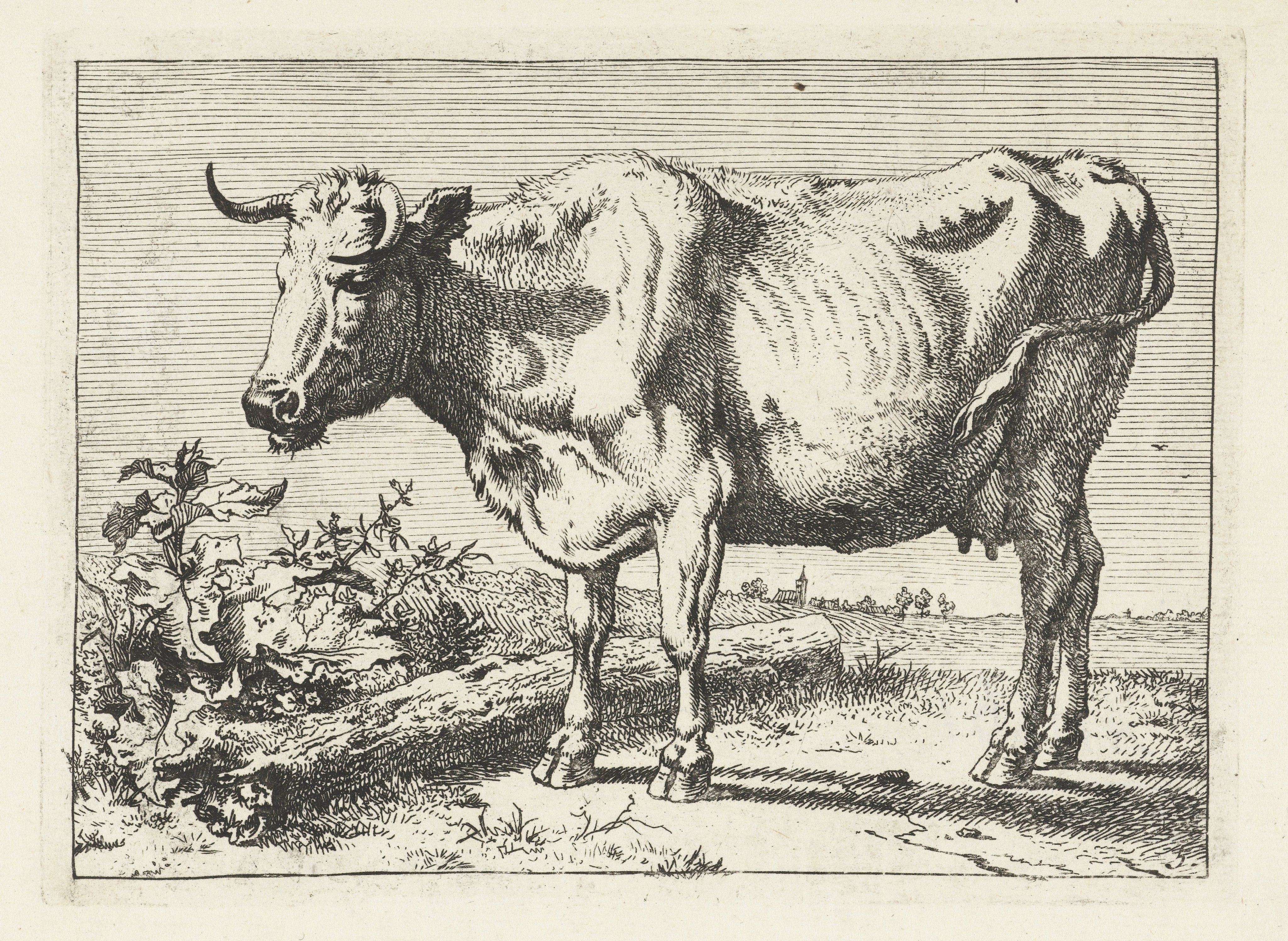 Koe met gedraaide hoorn
