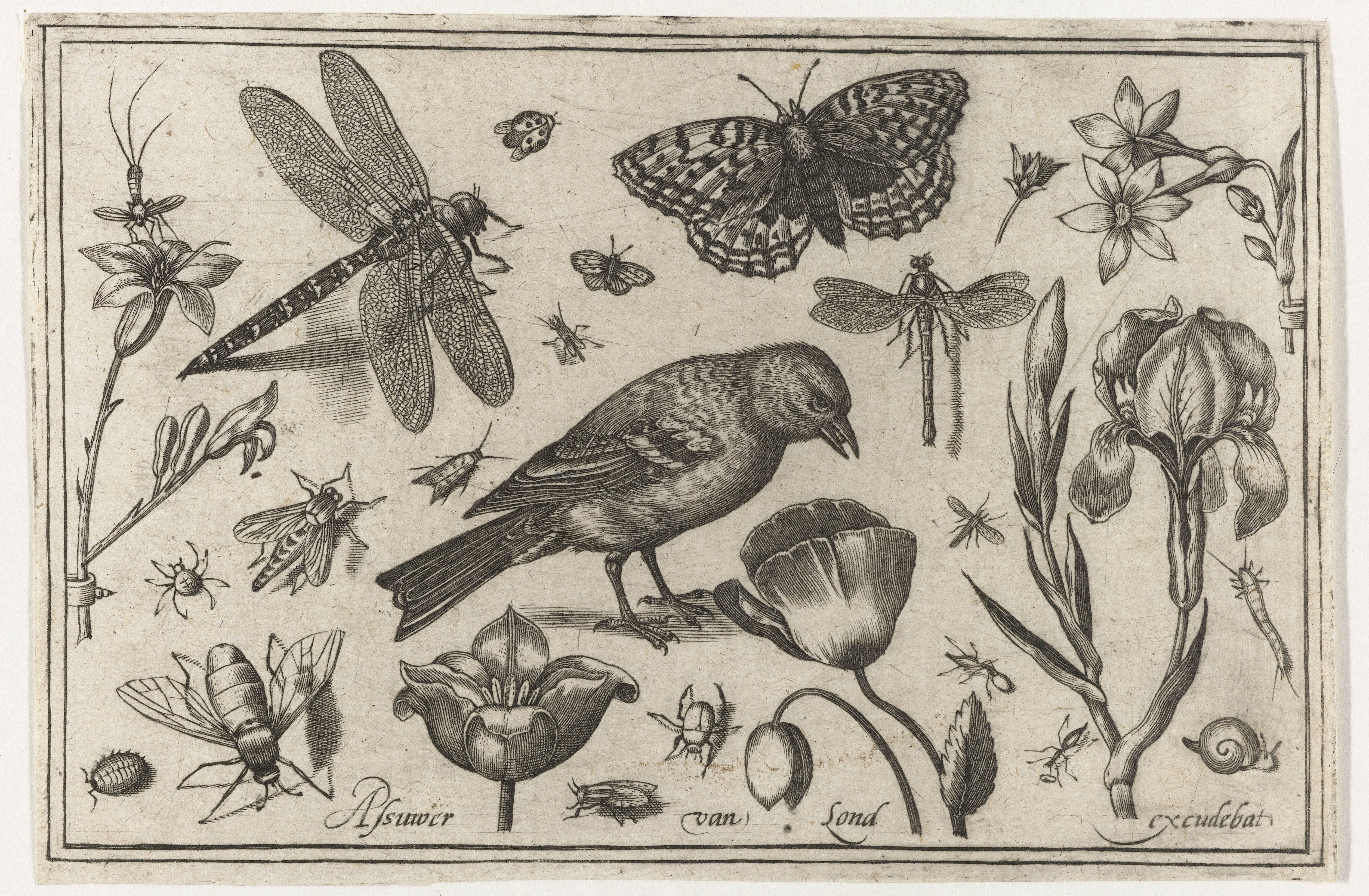 Bloemen, libelle en vogel